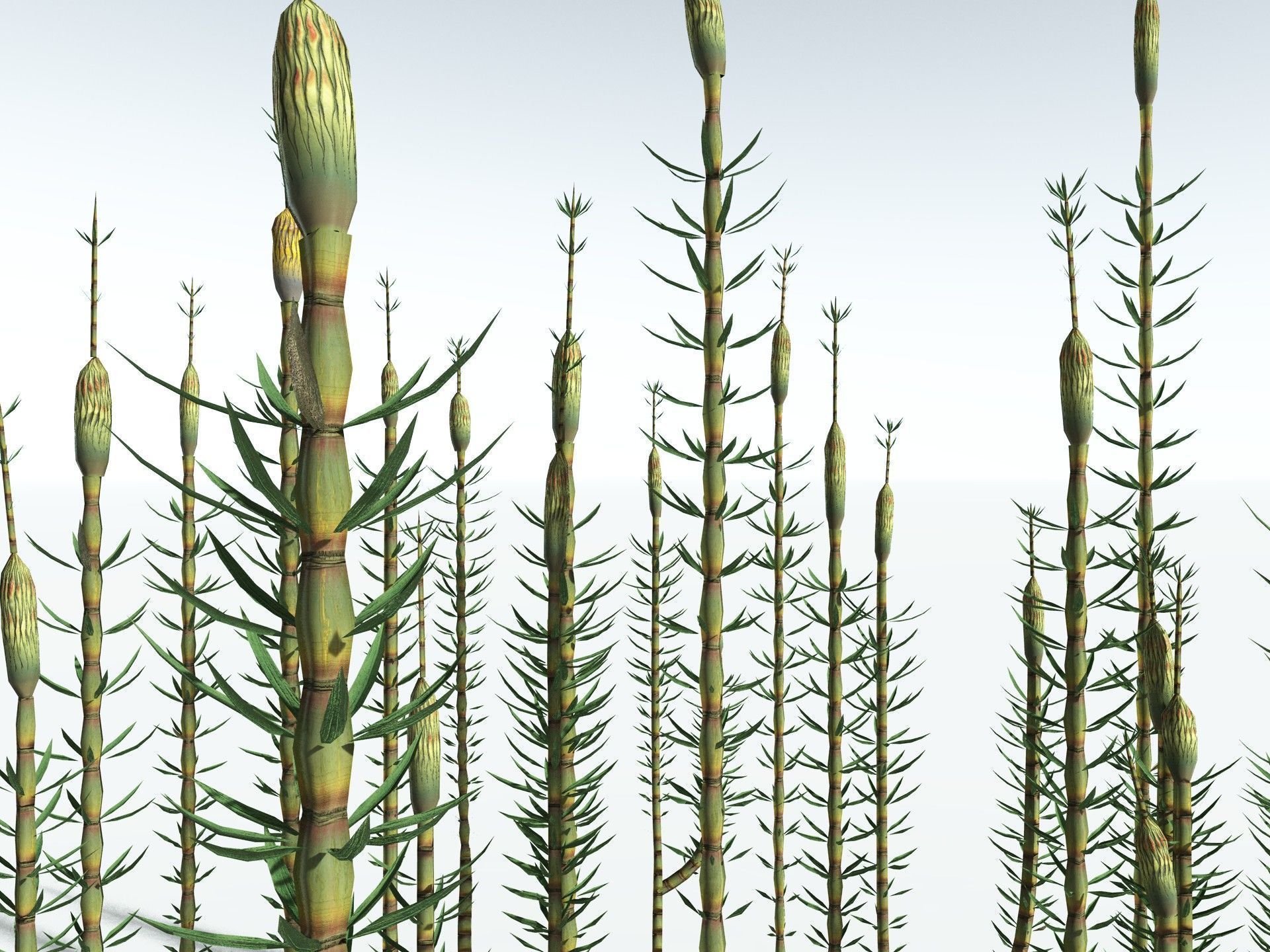 EVERYPlant Calamites Suckowii LowPoly Low-poly 3D model_1