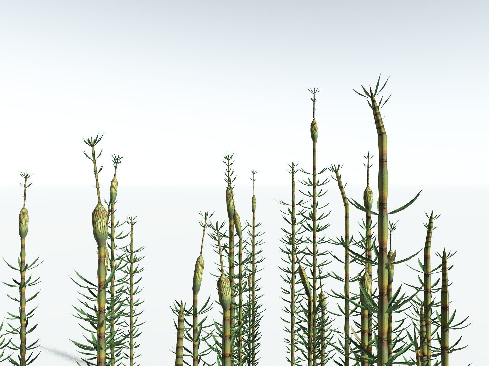 EVERYPlant Calamites Suckowii LowPoly Low-poly 3D model_23