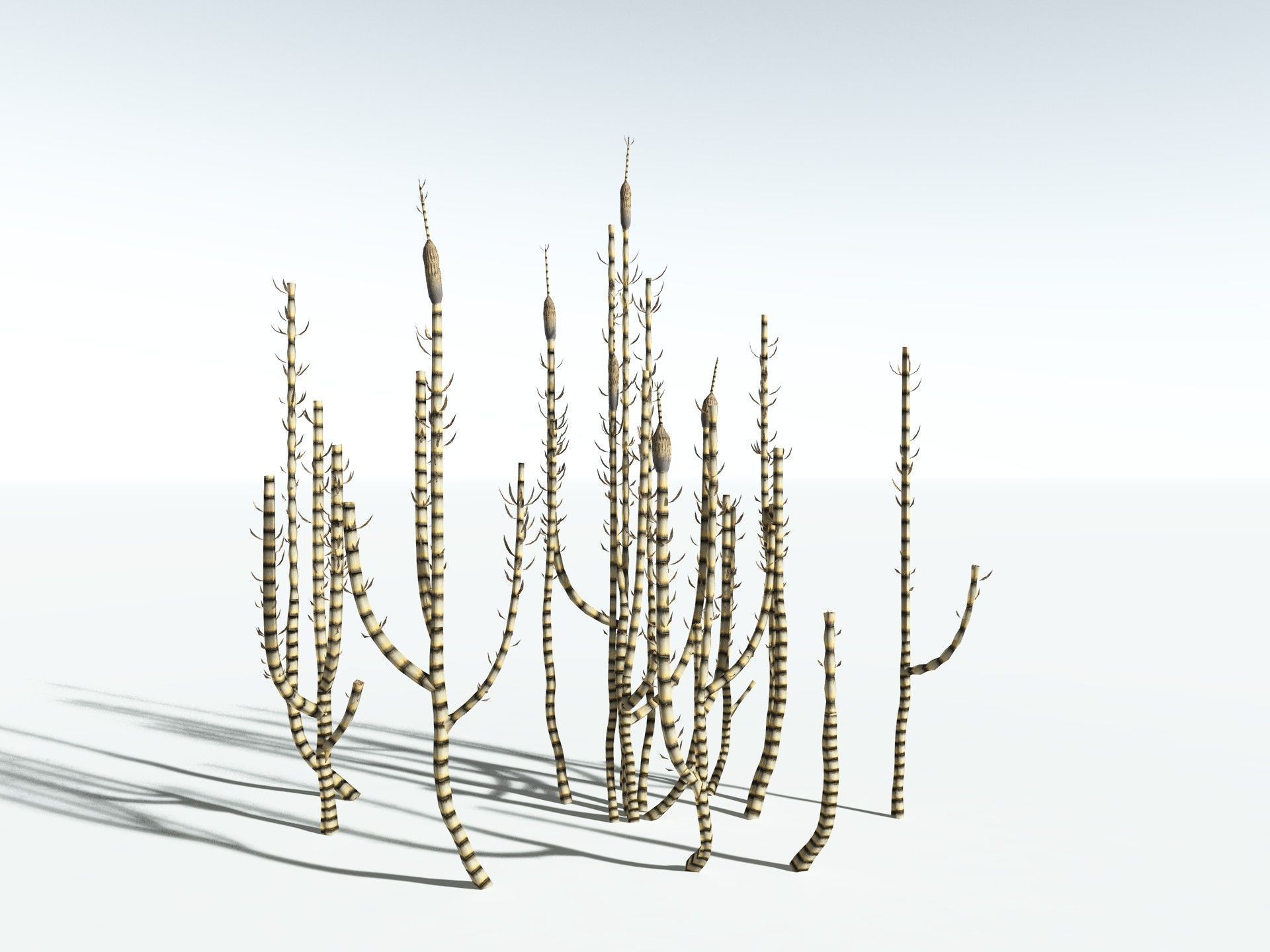 EVERYPlant Calamites Suckowii LowPoly Low-poly 3D model_18