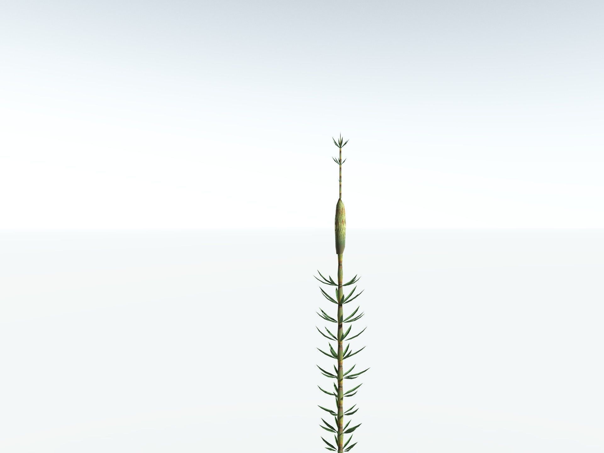 EVERYPlant Calamites Suckowii LowPoly Low-poly 3D model_31