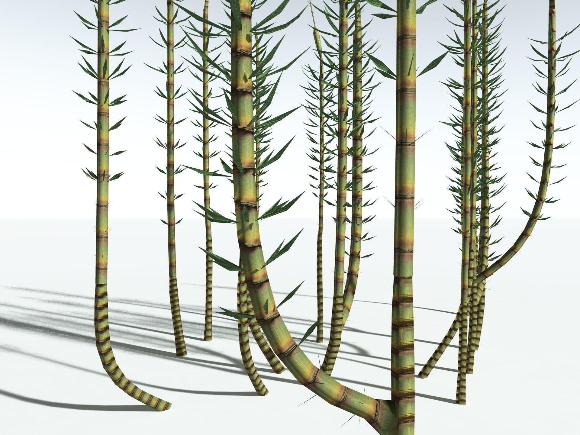 EVERYPlant Calamites Suckowii LowPoly Low-poly 3D model_25