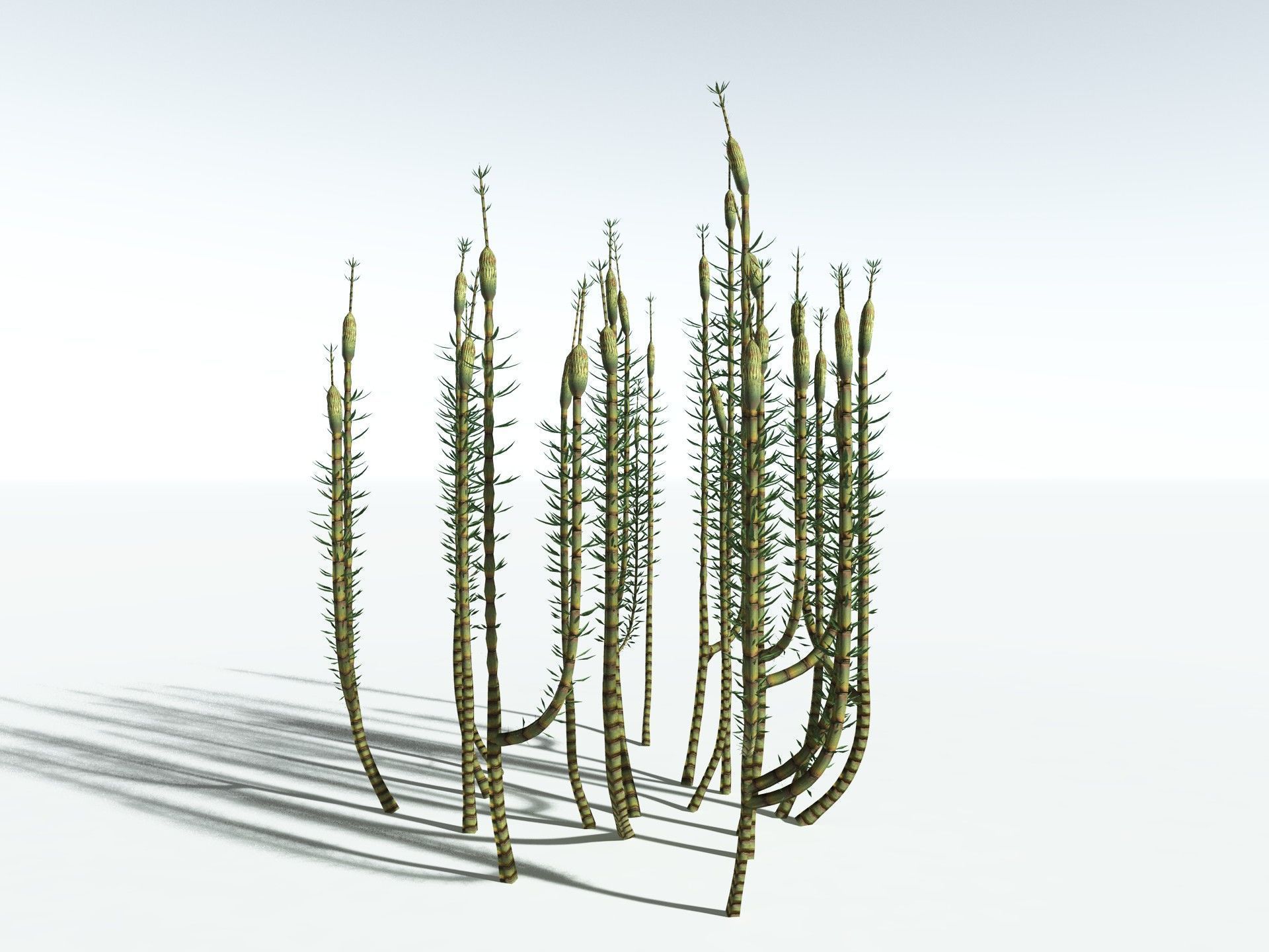 EVERYPlant Calamites Suckowii LowPoly Low-poly 3D model_2