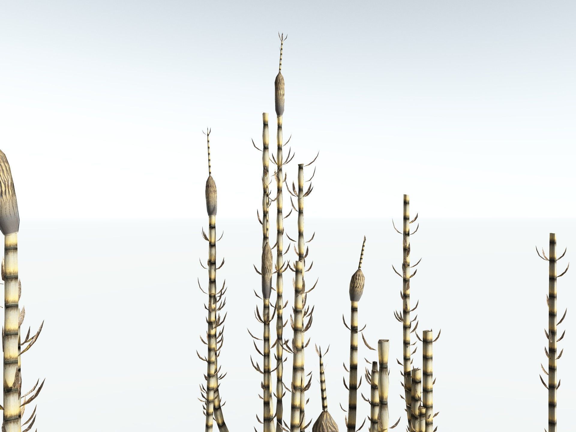 EVERYPlant Calamites Suckowii LowPoly Low-poly 3D model_19