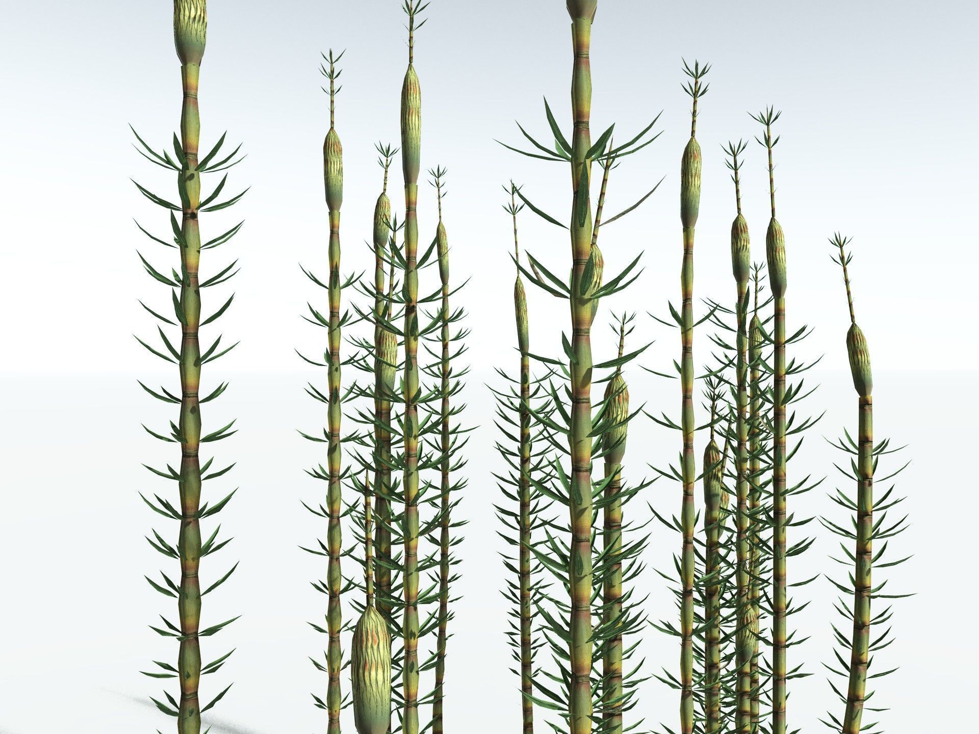 EVERYPlant Calamites Suckowii LowPoly Low-poly 3D model_5