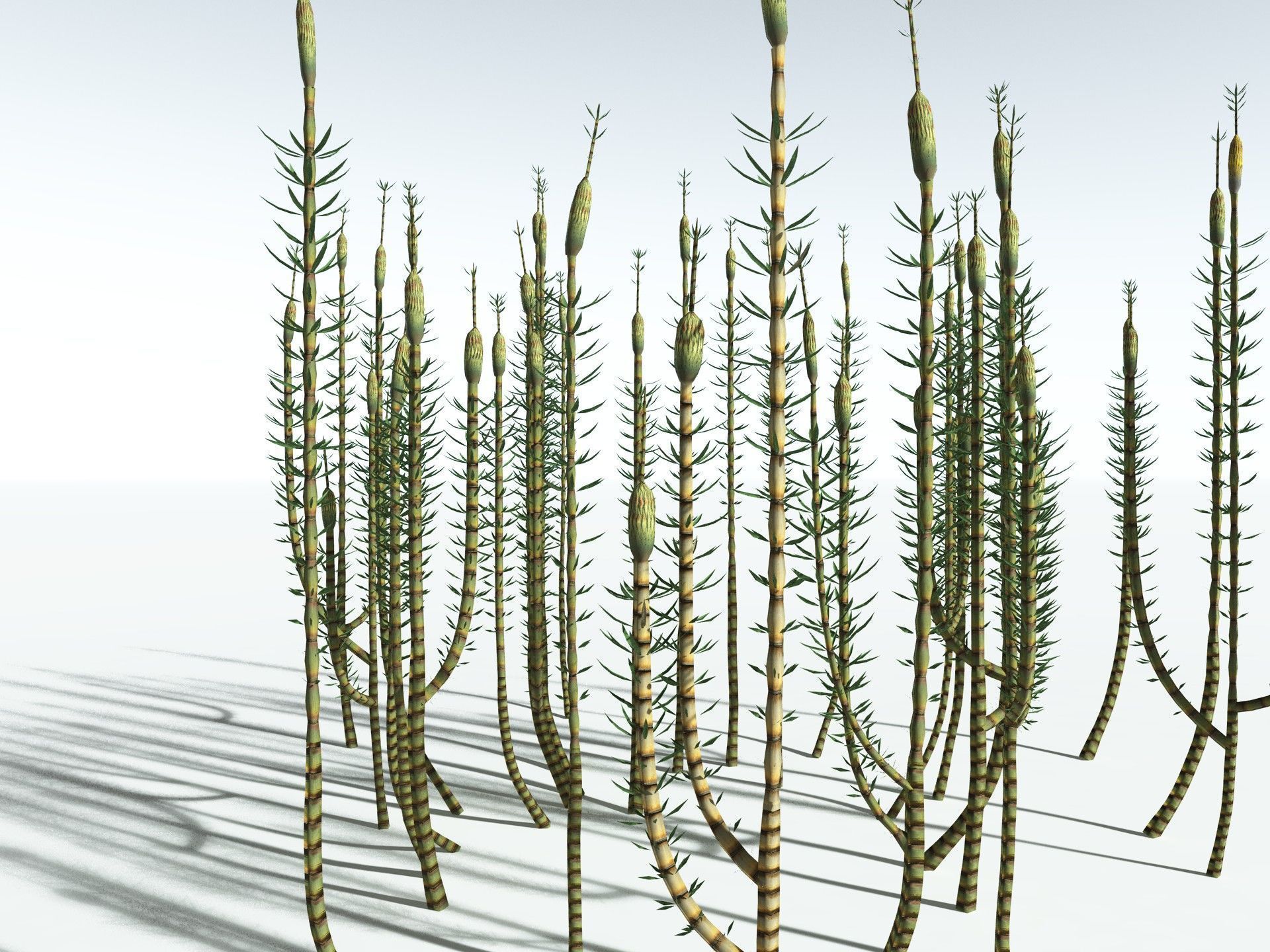 EVERYPlant Calamites Suckowii LowPoly Low-poly 3D model_34