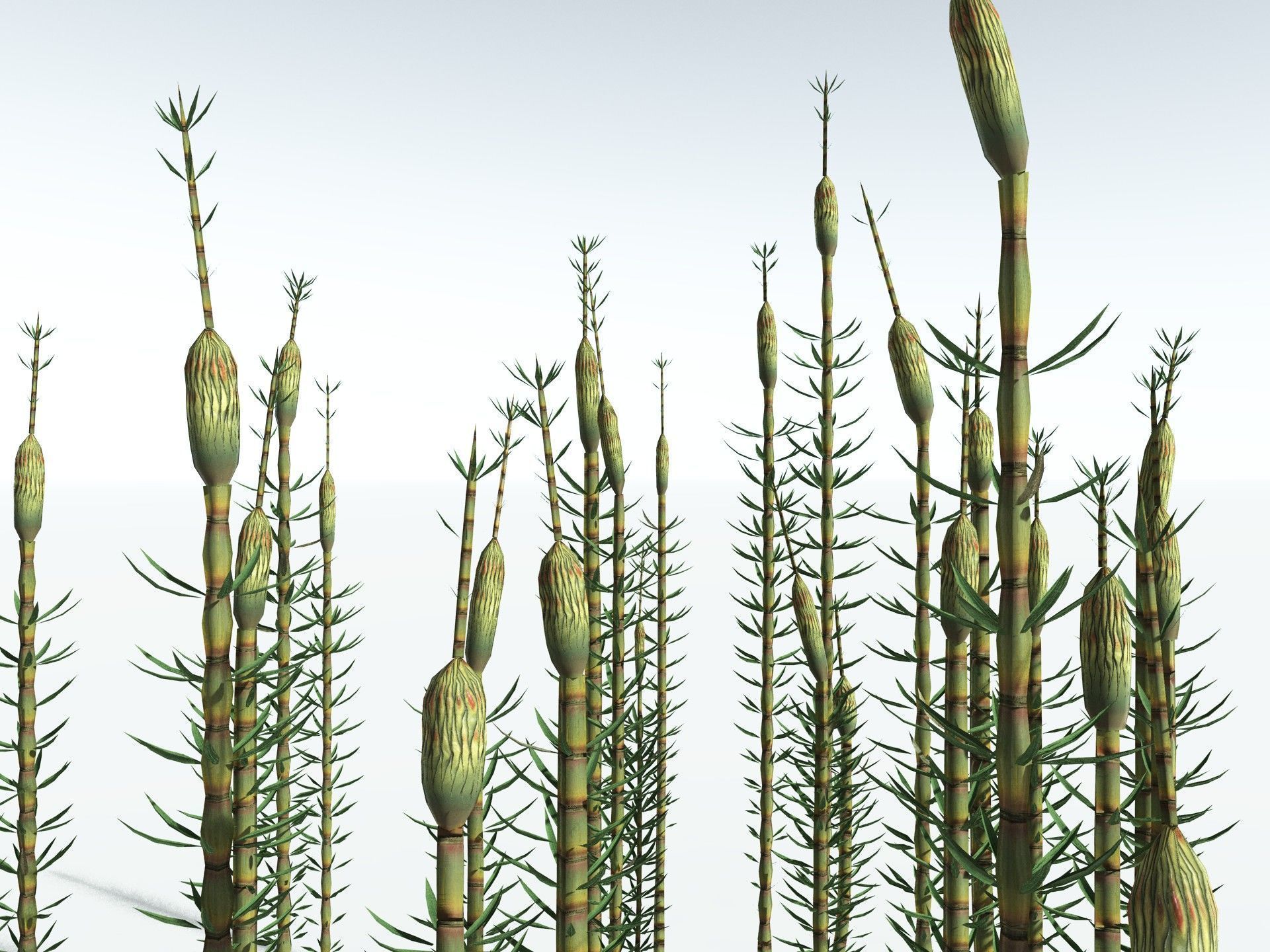 EVERYPlant Calamites Suckowii LowPoly Low-poly 3D model_3