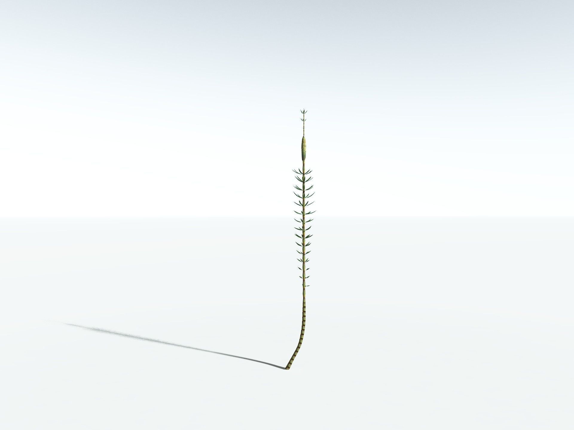 EVERYPlant Calamites Suckowii LowPoly Low-poly 3D model_30