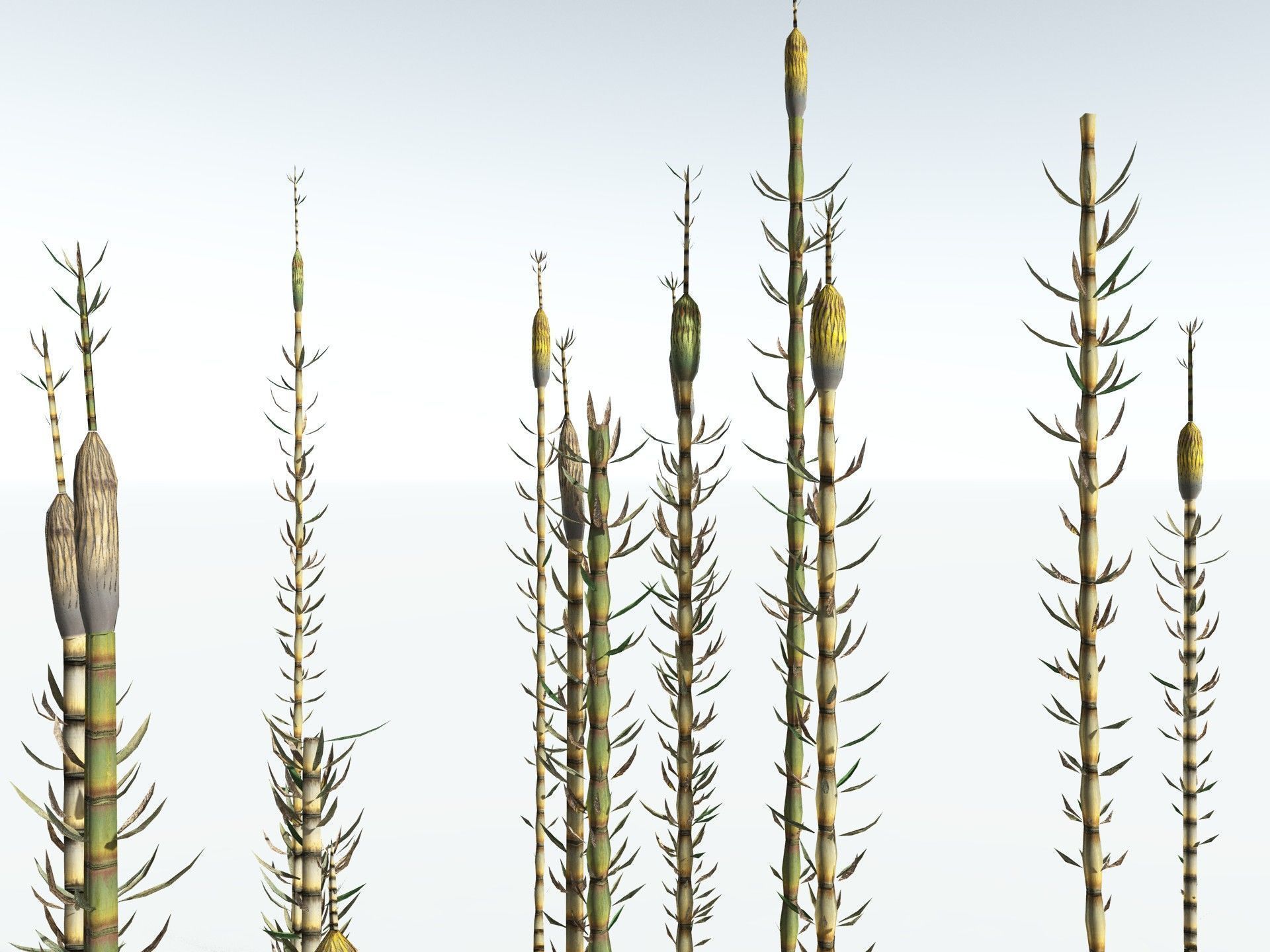 EVERYPlant Calamites Suckowii LowPoly Low-poly 3D model_17