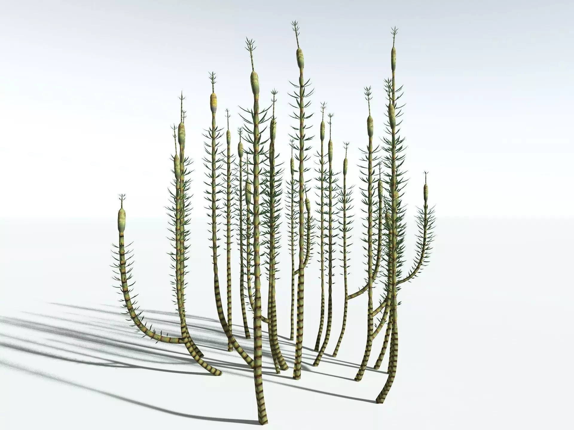 EVERYPlant Calamites Suckowii LowPoly Low-poly 3D model_0