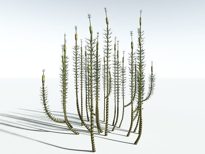 EVERYPlant Calamites Suckowii LowPoly -18 Models- Low-poly 3D model