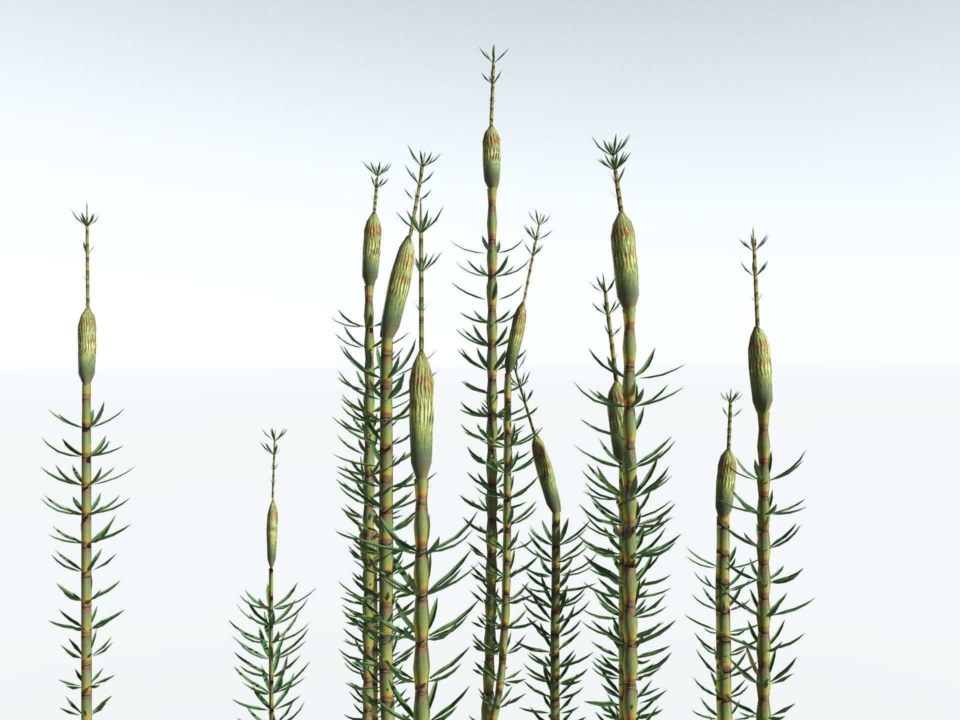 EVERYPlant Calamites Suckowii LowPoly Low-poly 3D model_33