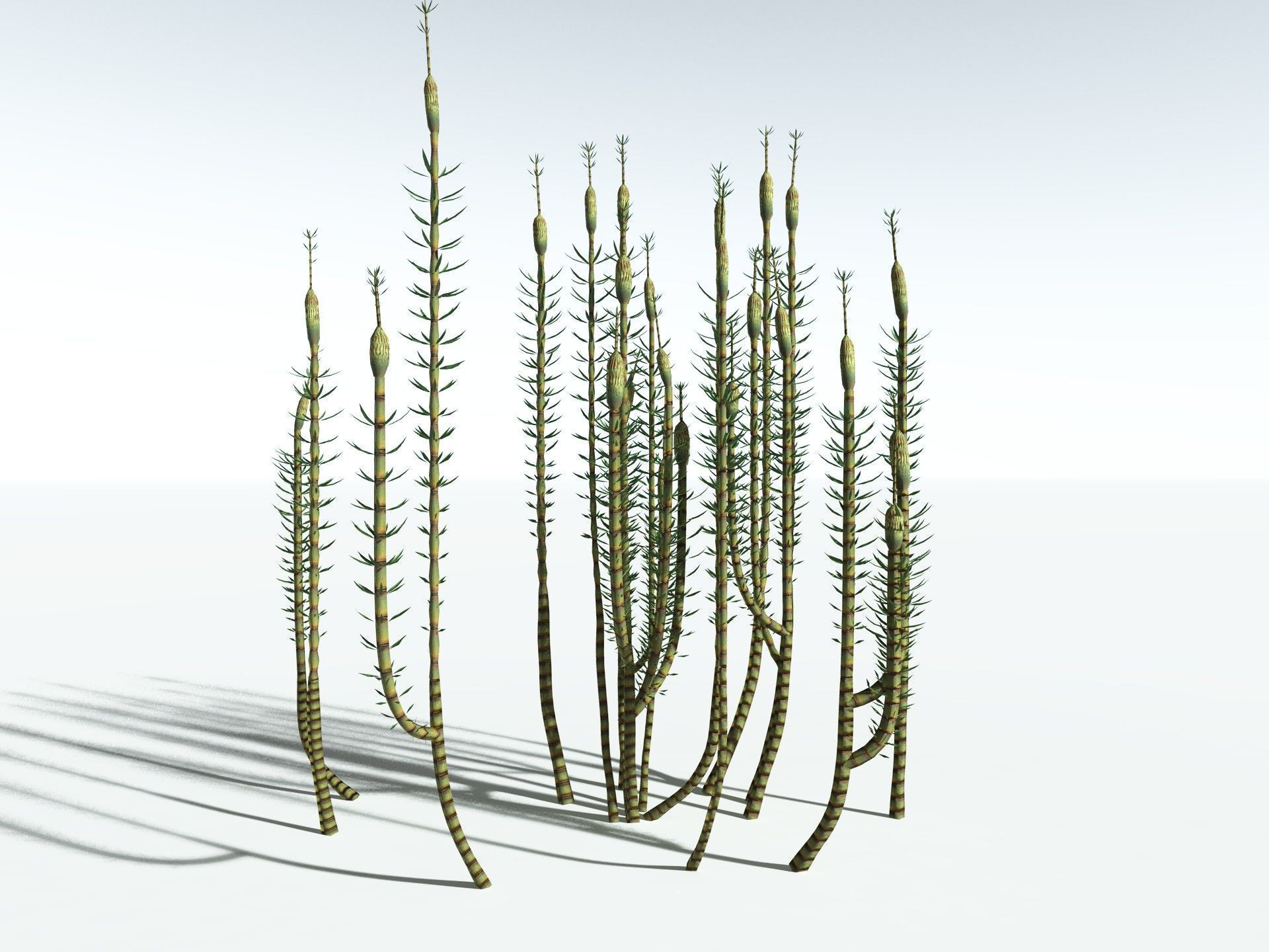 EVERYPlant Calamites Suckowii LowPoly Low-poly 3D model_8