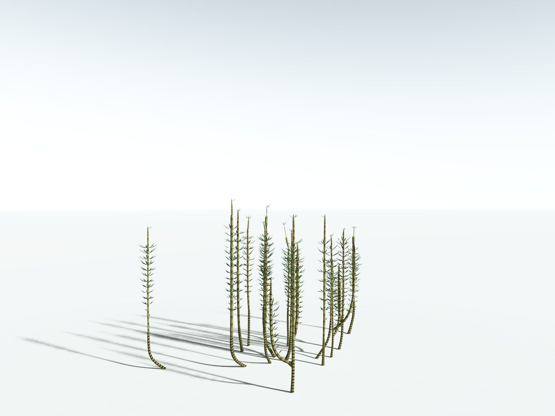 EVERYPlant Calamites Suckowii LowPoly Low-poly 3D model_24