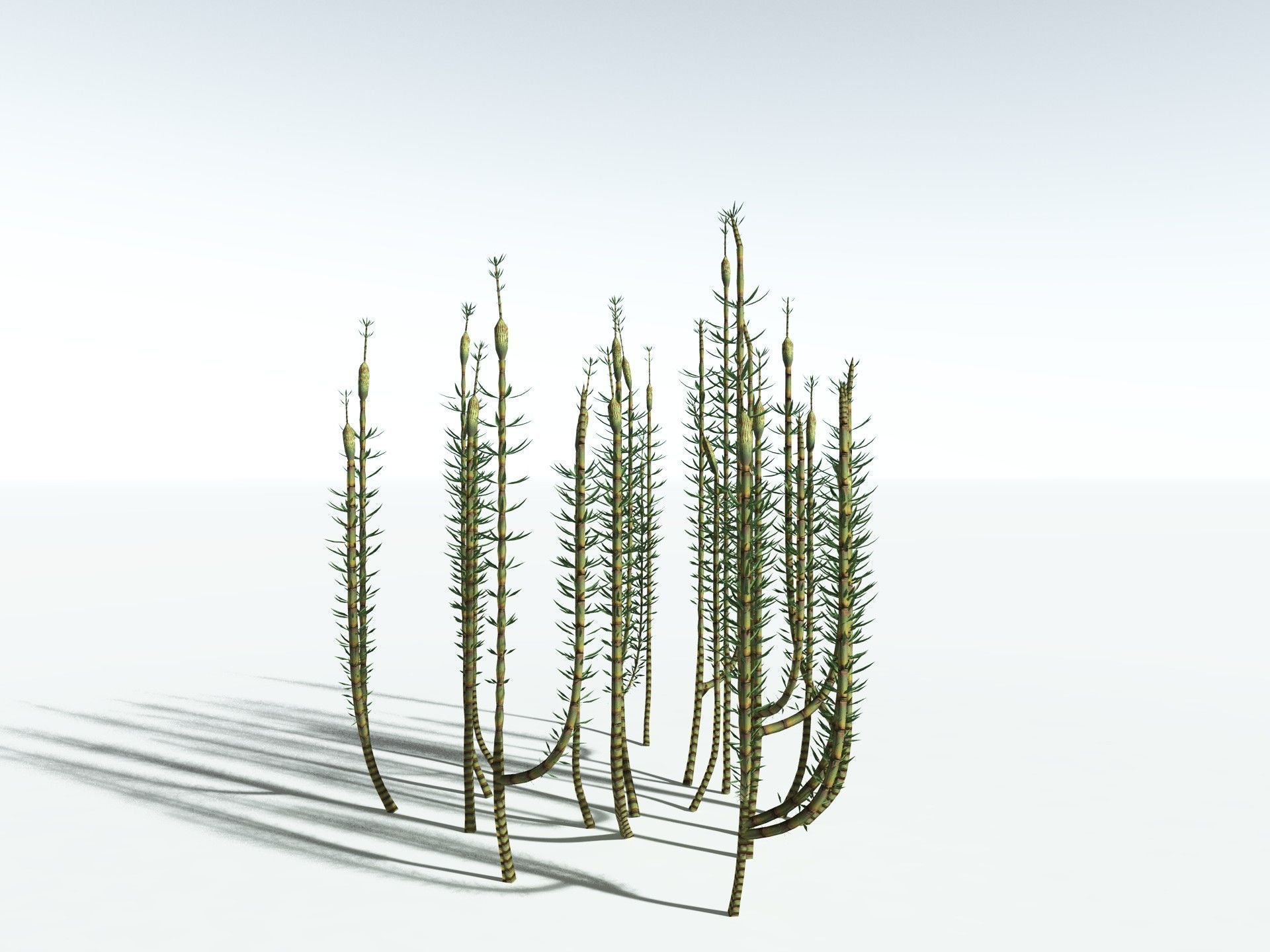 EVERYPlant Calamites Suckowii LowPoly Low-poly 3D model_22