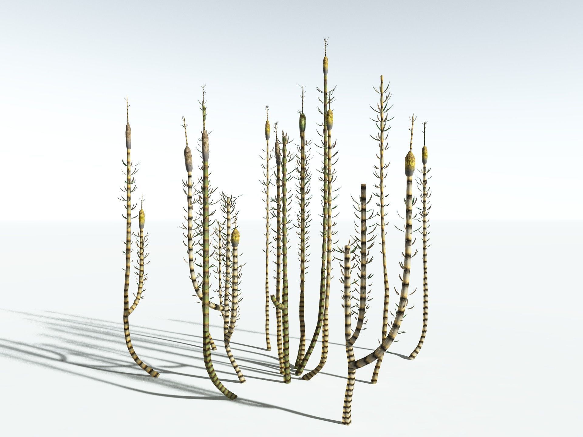 EVERYPlant Calamites Suckowii LowPoly Low-poly 3D model_16