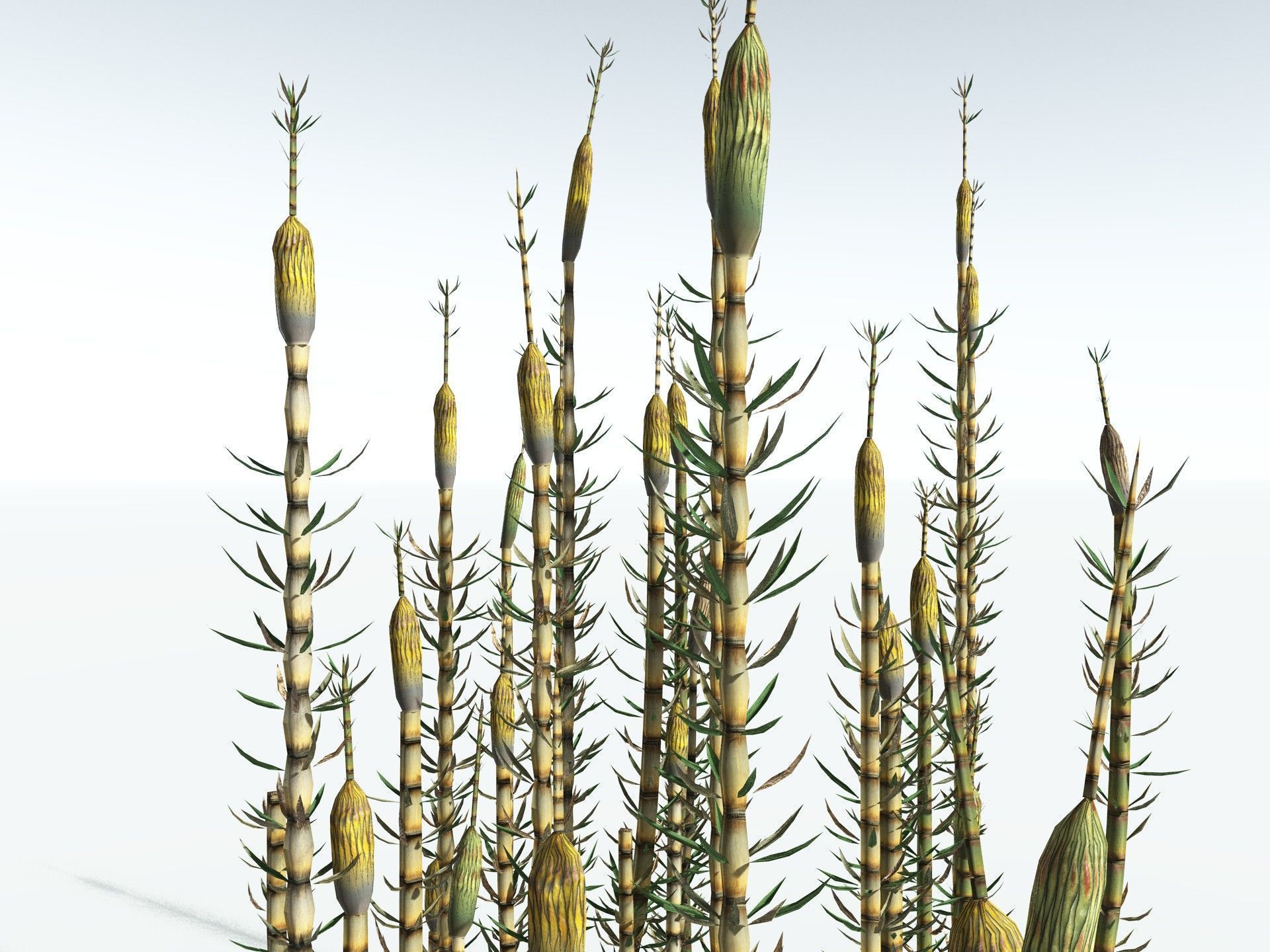 EVERYPlant Calamites Suckowii LowPoly Low-poly 3D model_15