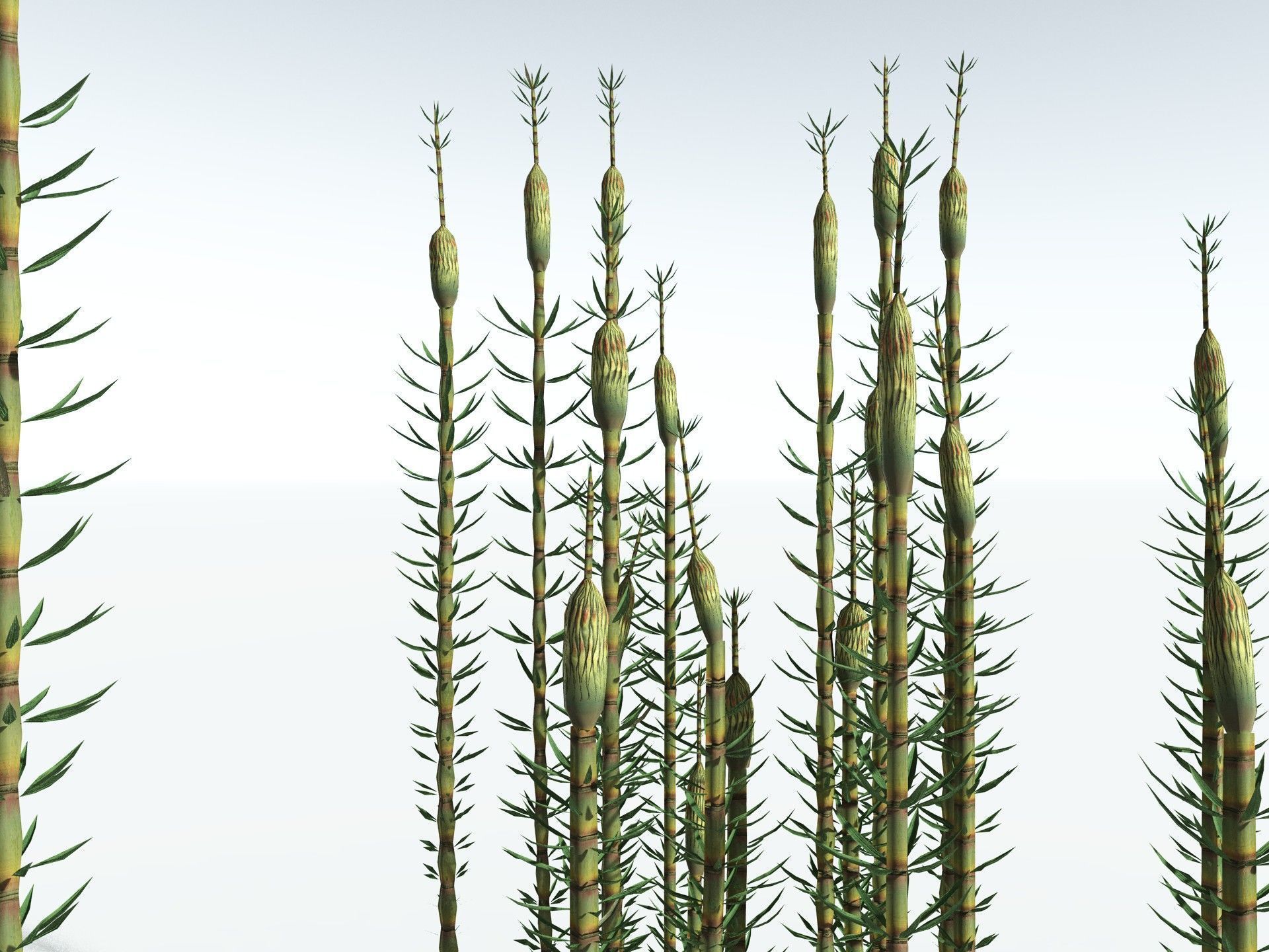 EVERYPlant Calamites Suckowii LowPoly Low-poly 3D model_9