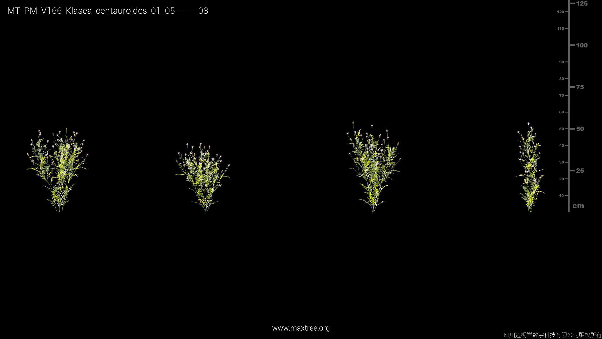 Maxtree Plant Models Vol 166 - Mesh 3D model_18