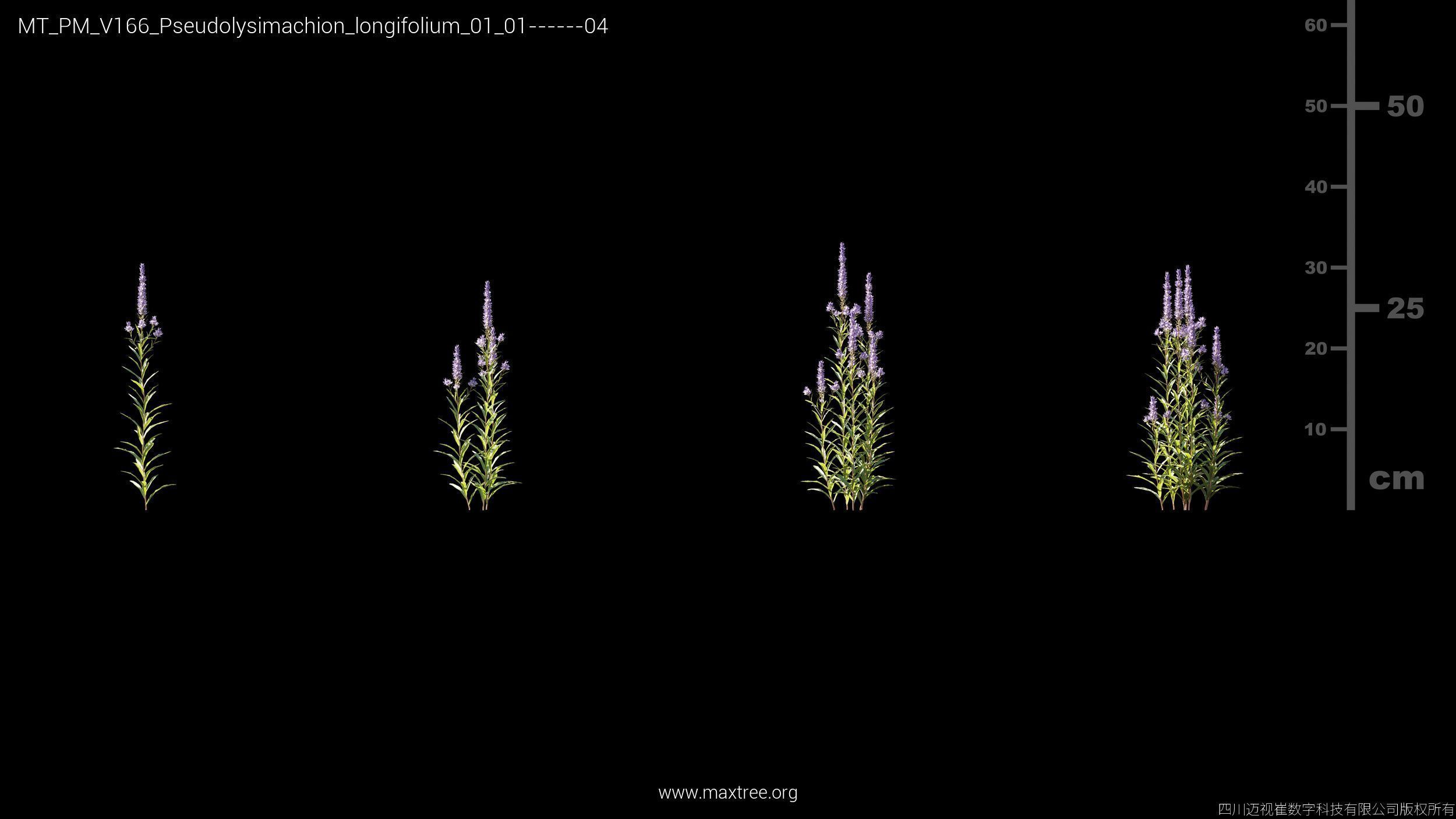 Maxtree Plant Models Vol 166 - Mesh 3D model_21