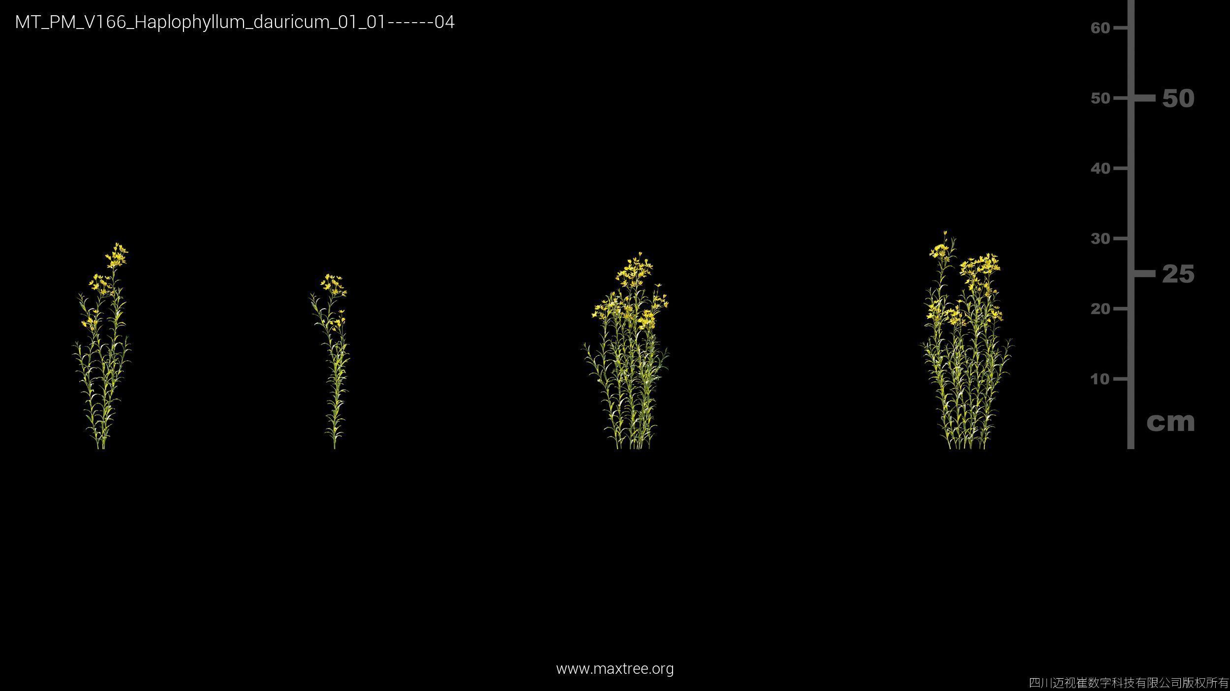 Maxtree Plant Models Vol 166 - Mesh 3D model_11