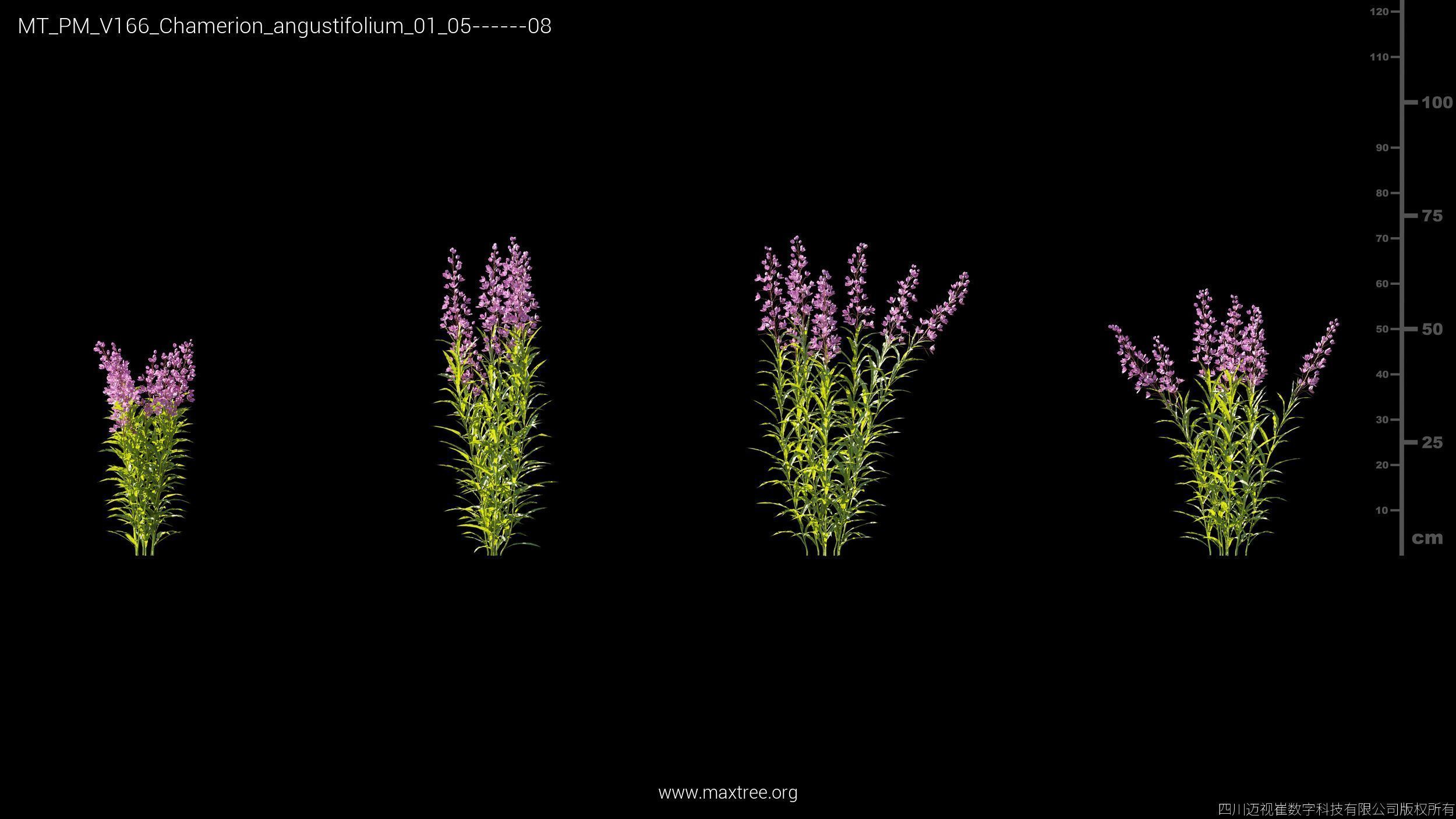 Maxtree Plant Models Vol 166 - Mesh 3D model_10