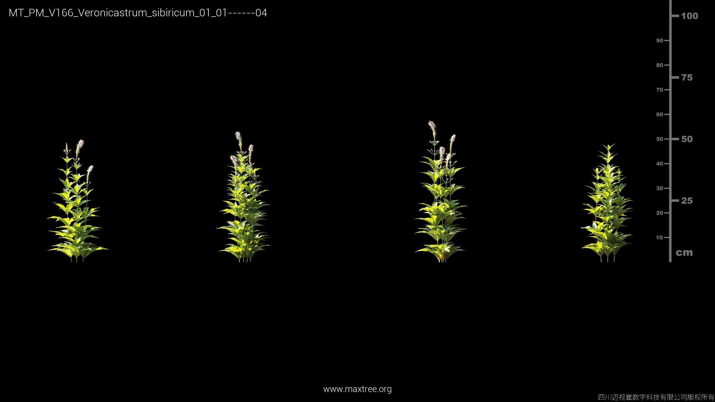 Maxtree Plant Models Vol 166 - Mesh 3D model_27