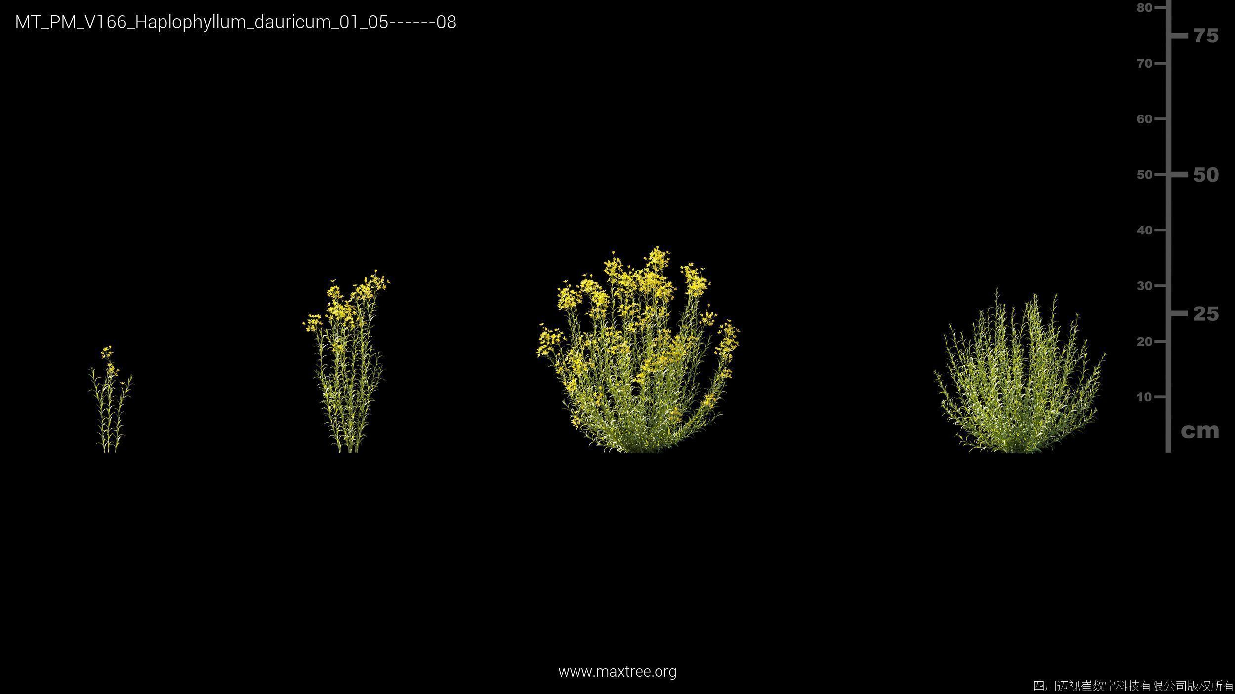 Maxtree Plant Models Vol 166 - Mesh 3D model_12