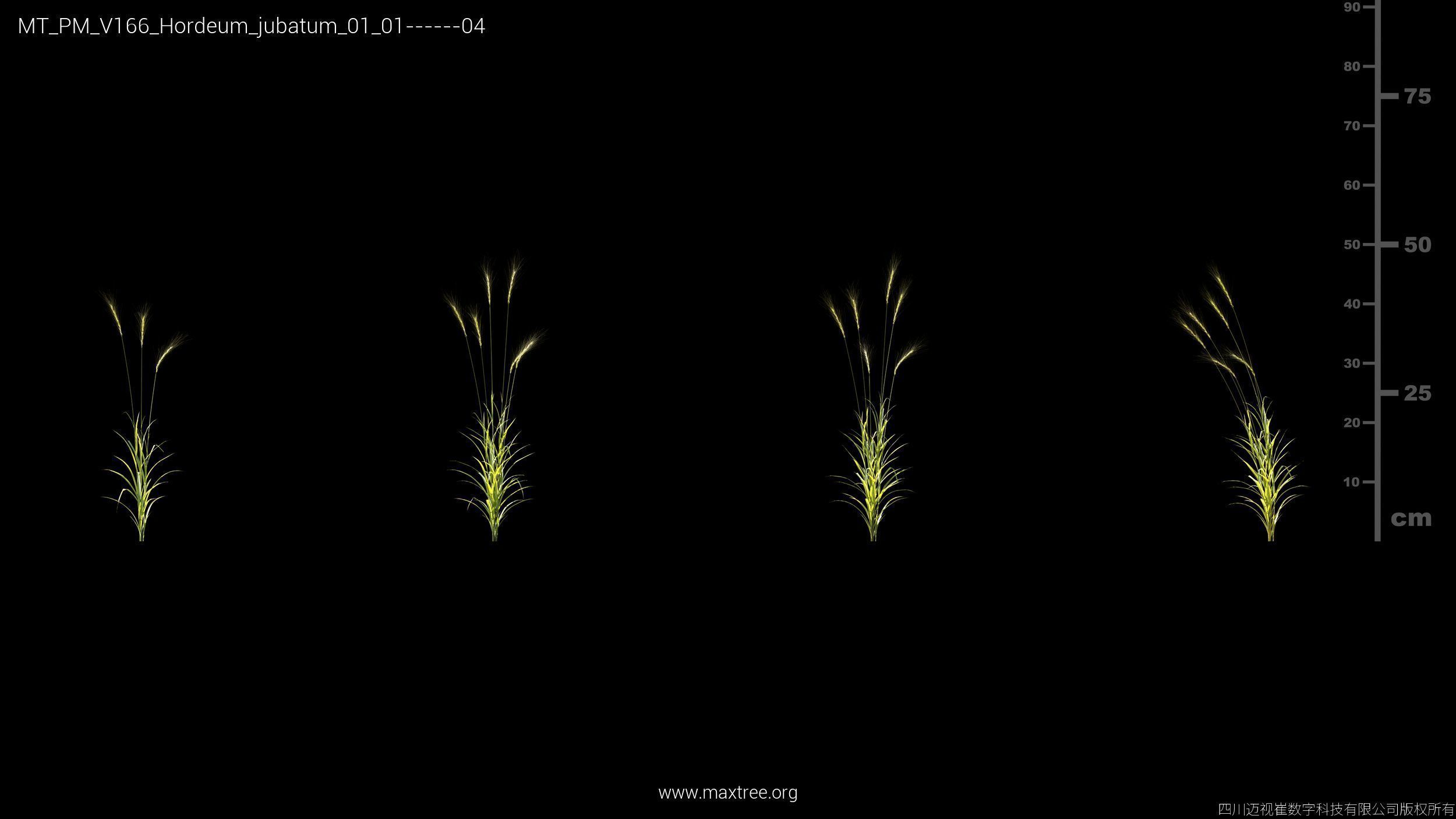 Maxtree Plant Models Vol 166 - Mesh 3D model_13