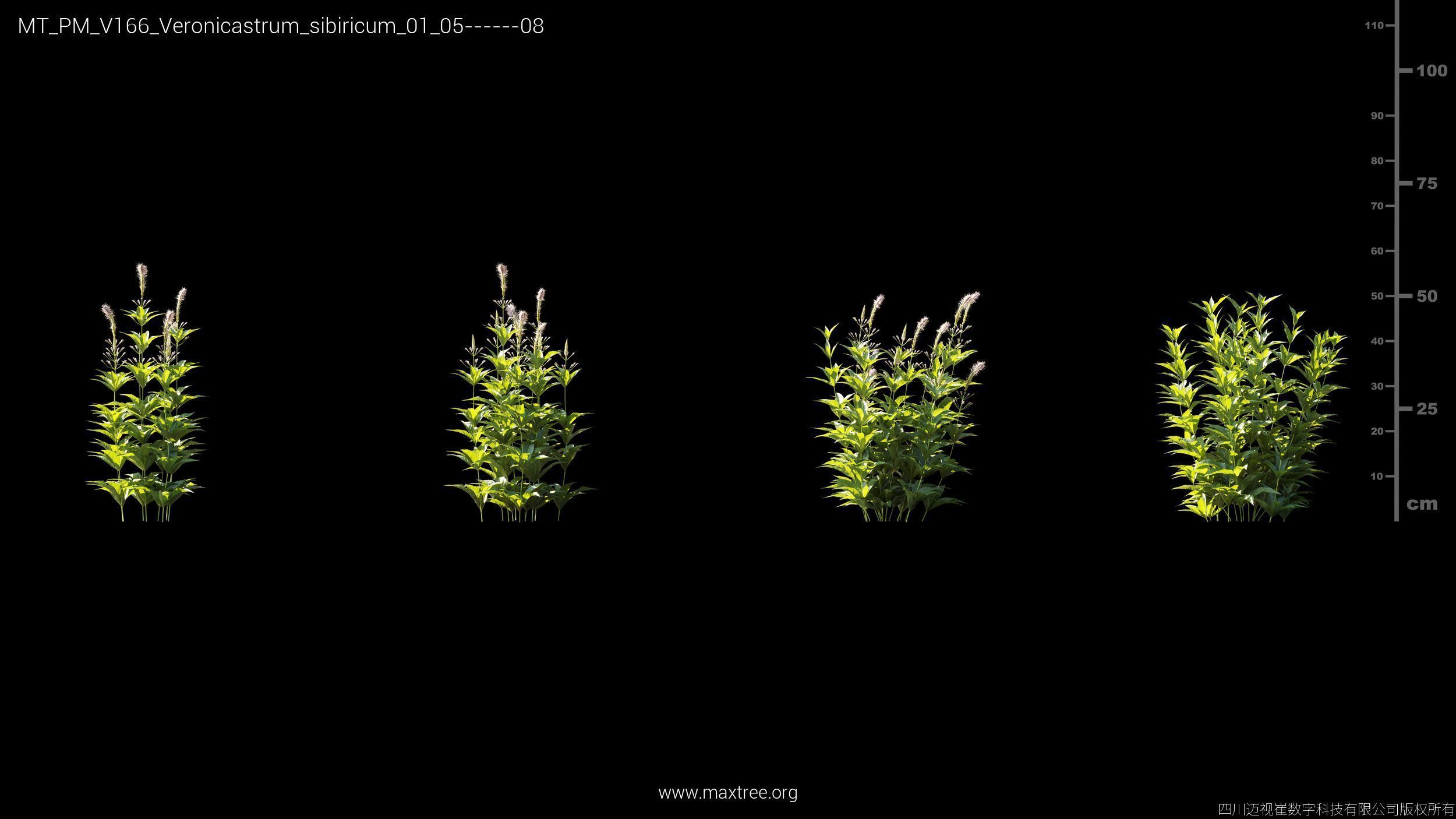 Maxtree Plant Models Vol 166 - Mesh 3D model_28