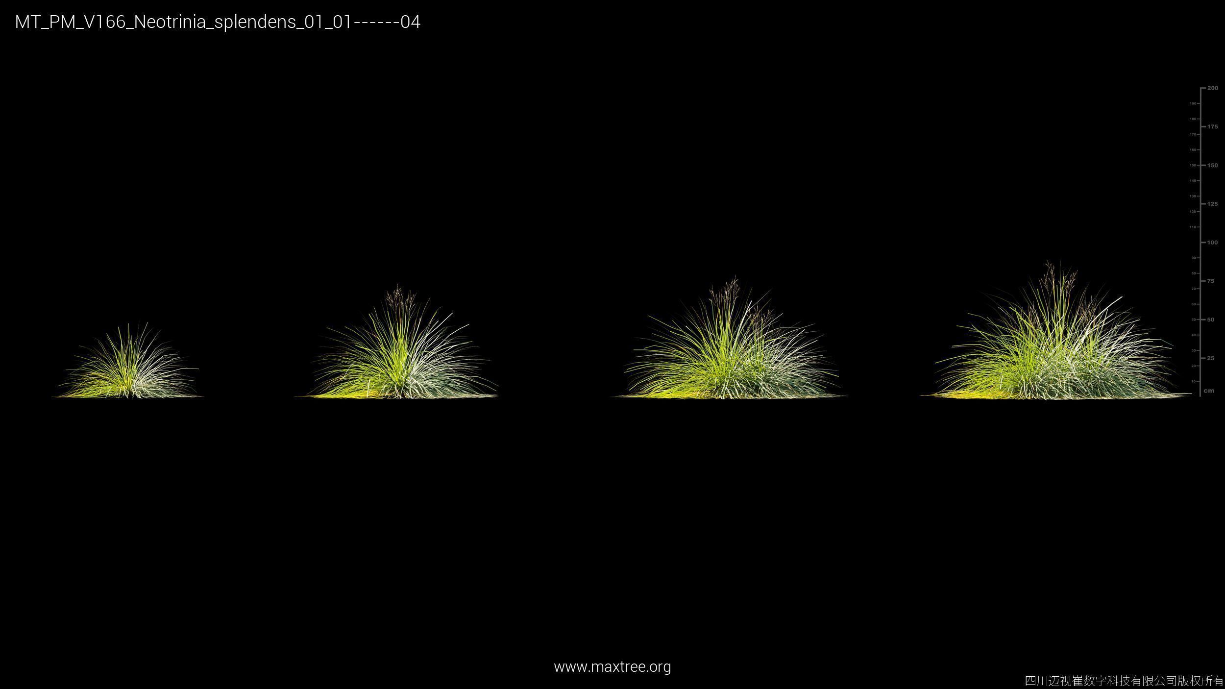 Maxtree Plant Models Vol 166 - Mesh 3D model_19