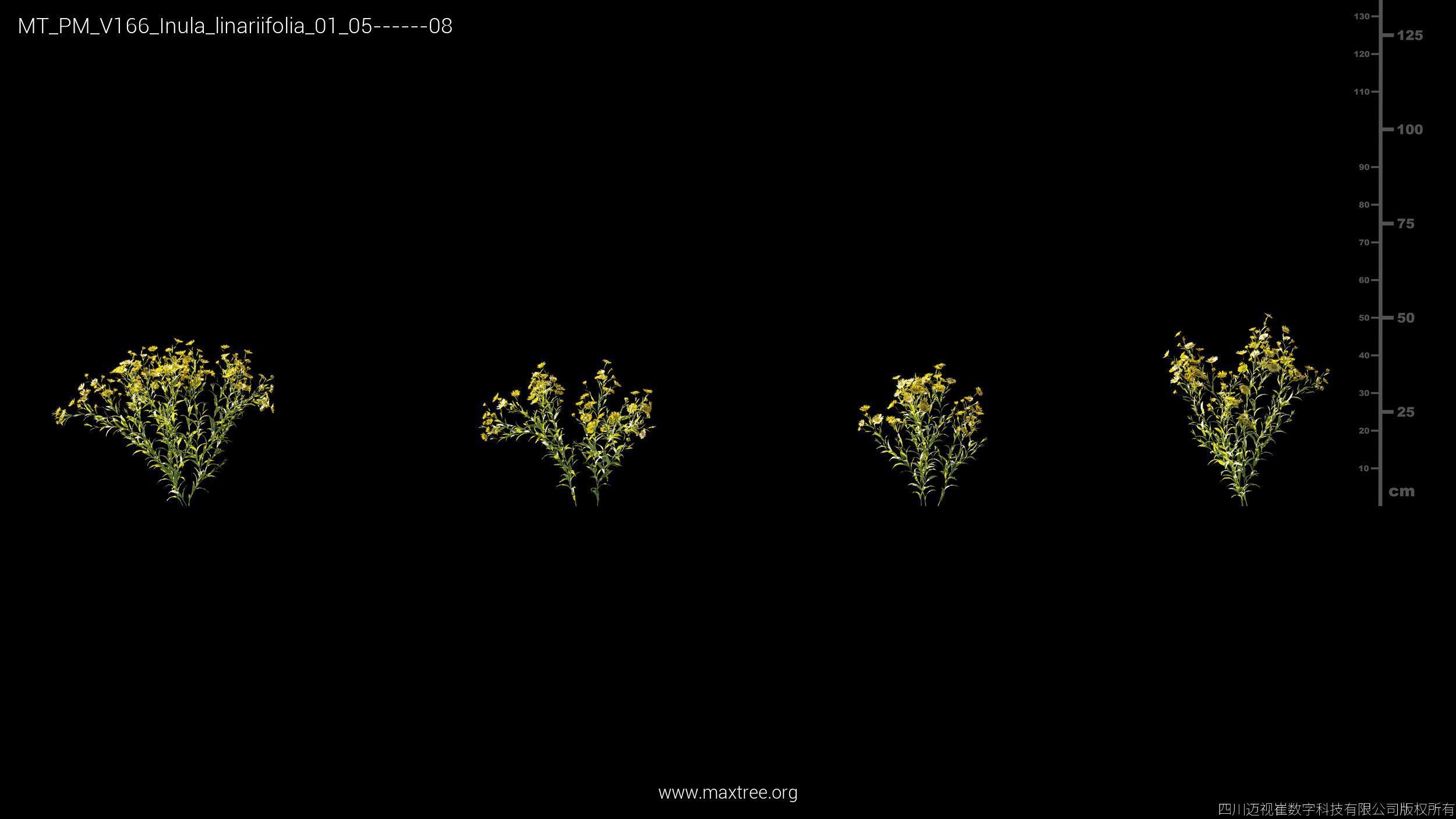Maxtree Plant Models Vol 166 - Mesh 3D model_16