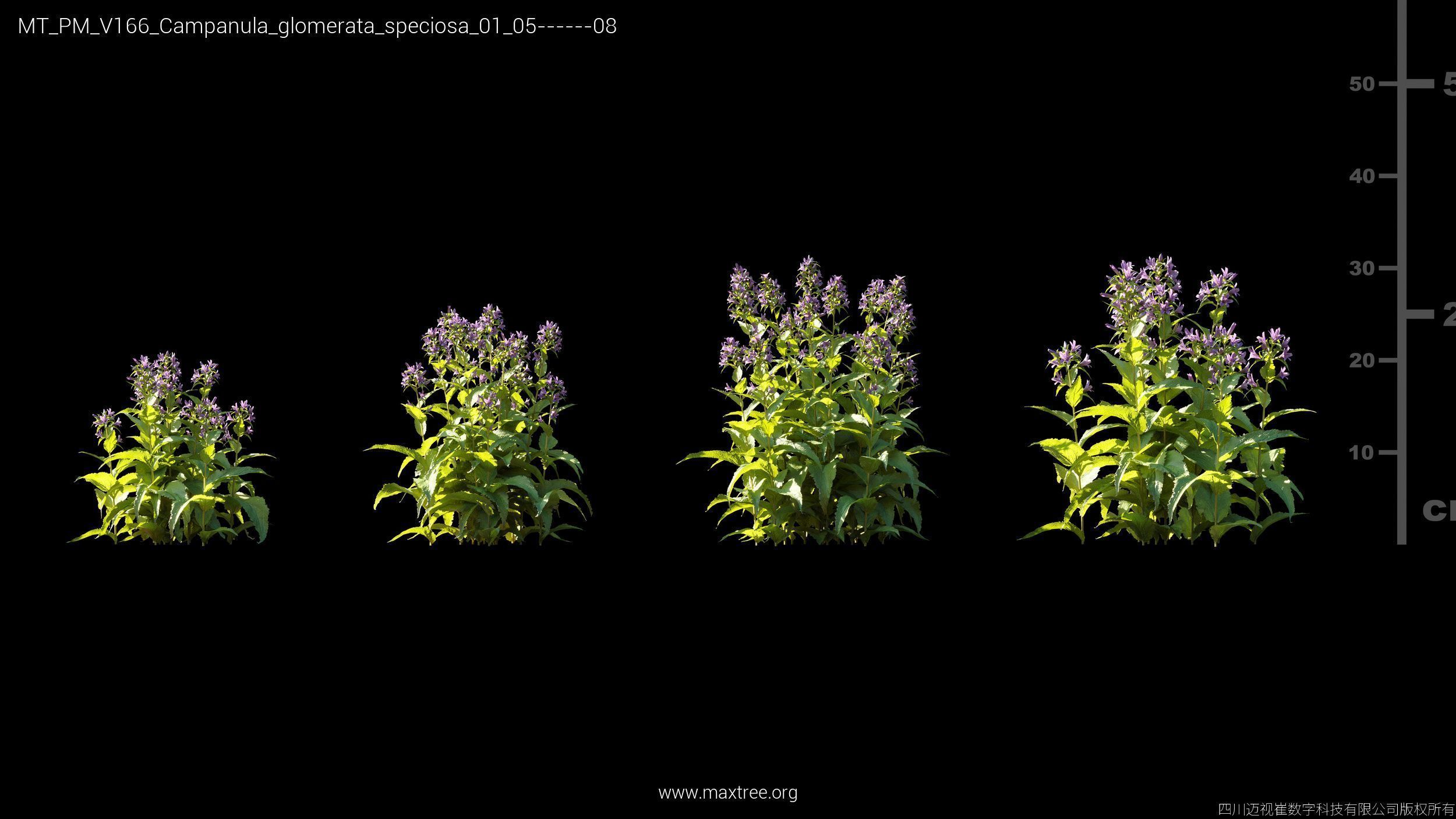 Maxtree Plant Models Vol 166 - Mesh 3D model_8