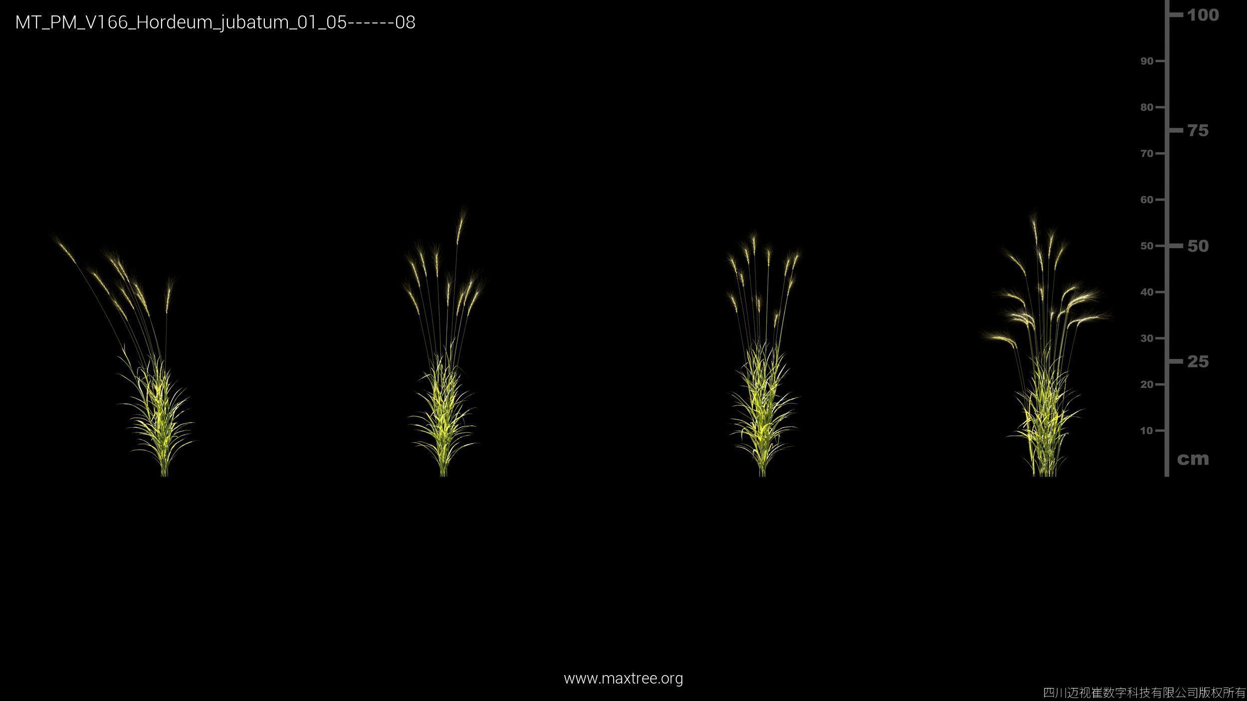 Maxtree Plant Models Vol 166 - Mesh 3D model_14