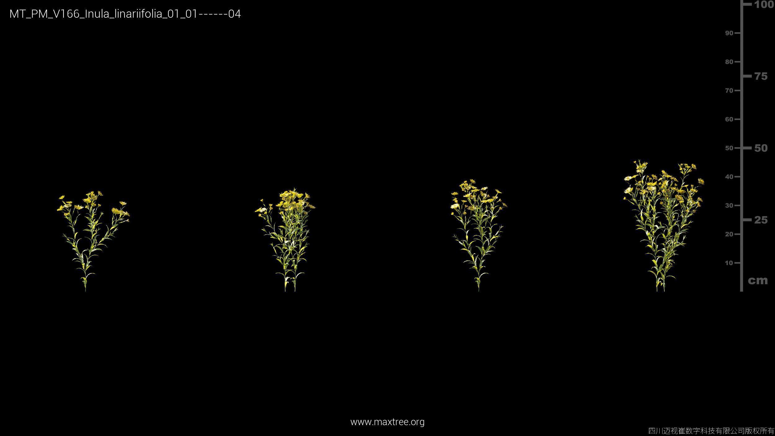 Maxtree Plant Models Vol 166 - Mesh 3D model_15