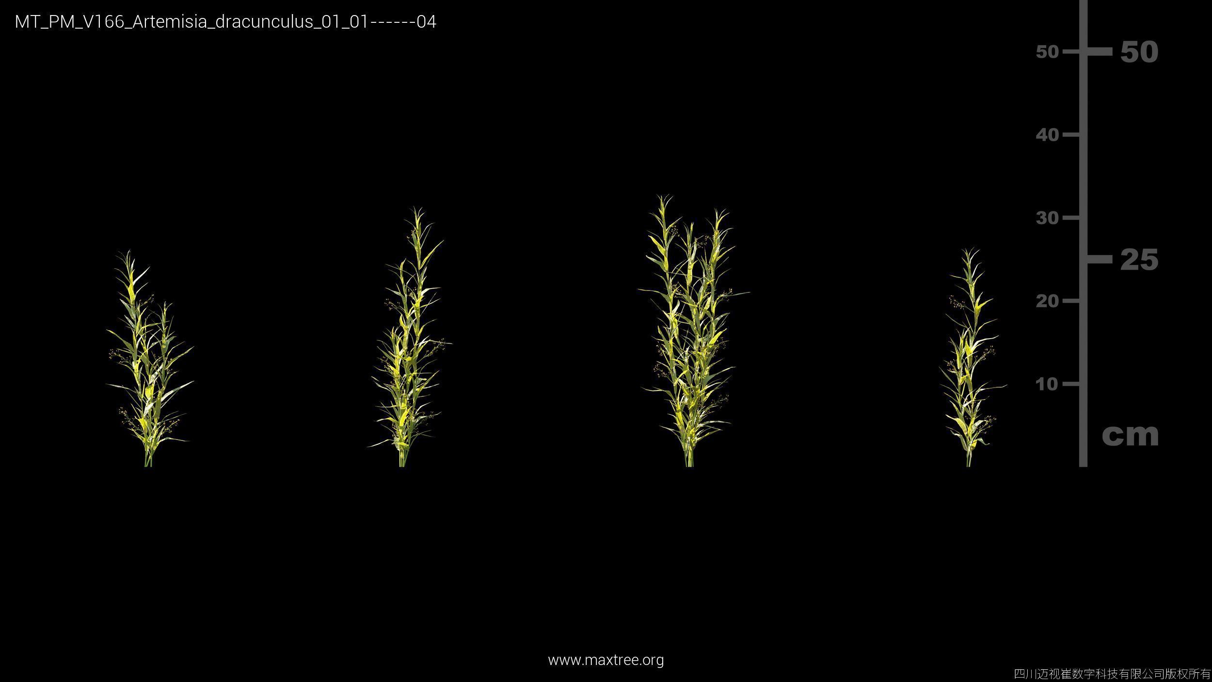 Maxtree Plant Models Vol 166 - Mesh 3D model_5