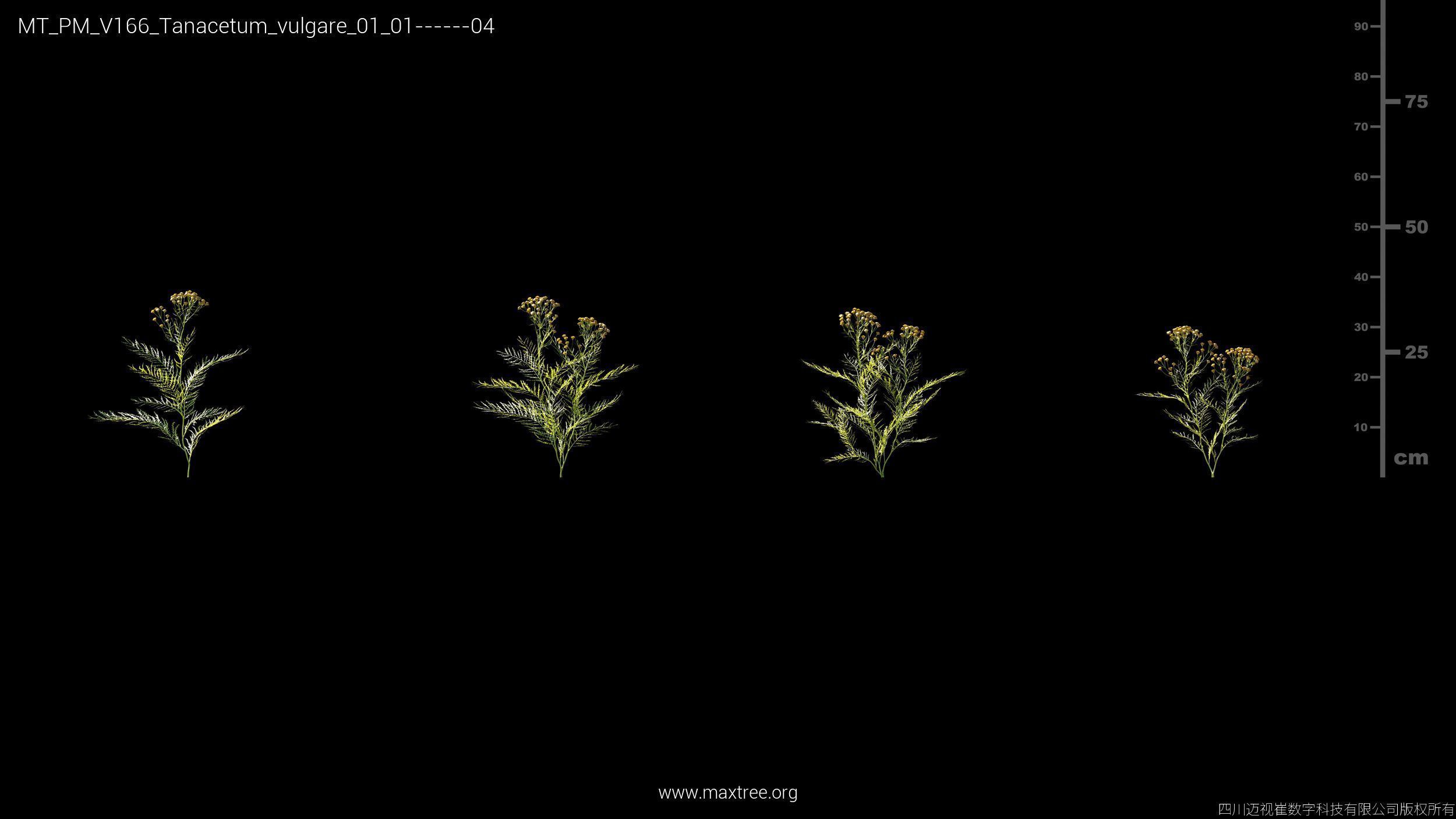 Maxtree Plant Models Vol 166 - Mesh 3D model_25