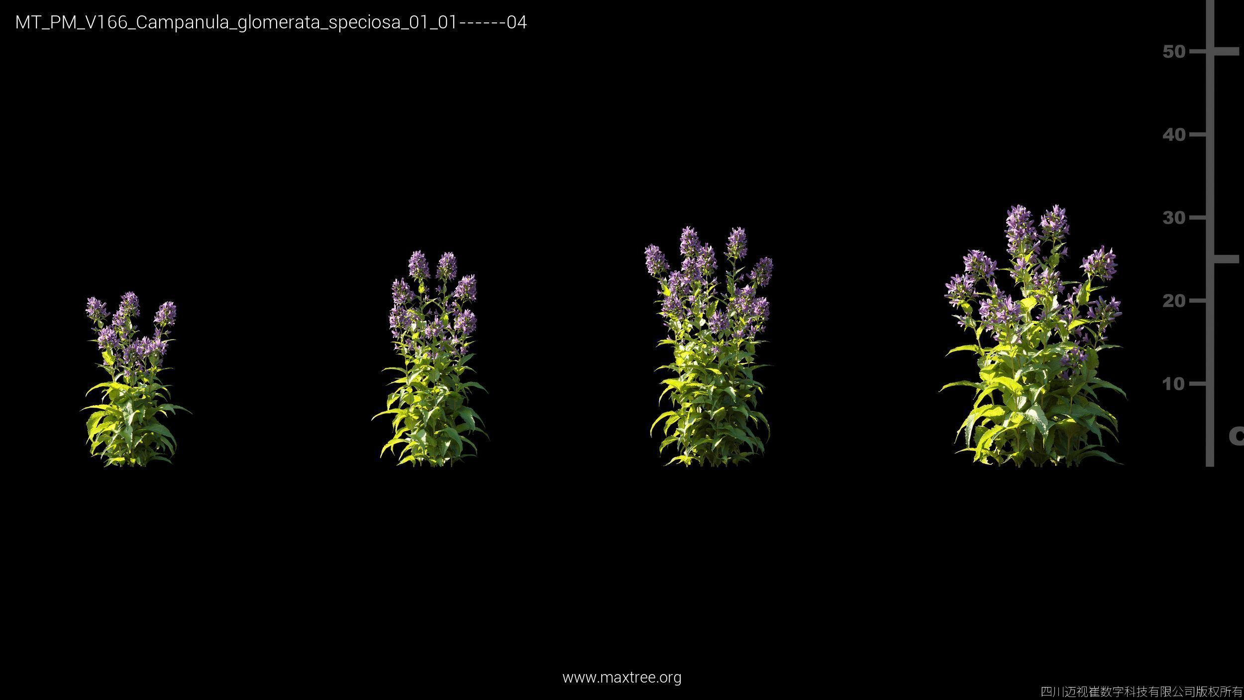 Maxtree Plant Models Vol 166 - Mesh 3D model_7