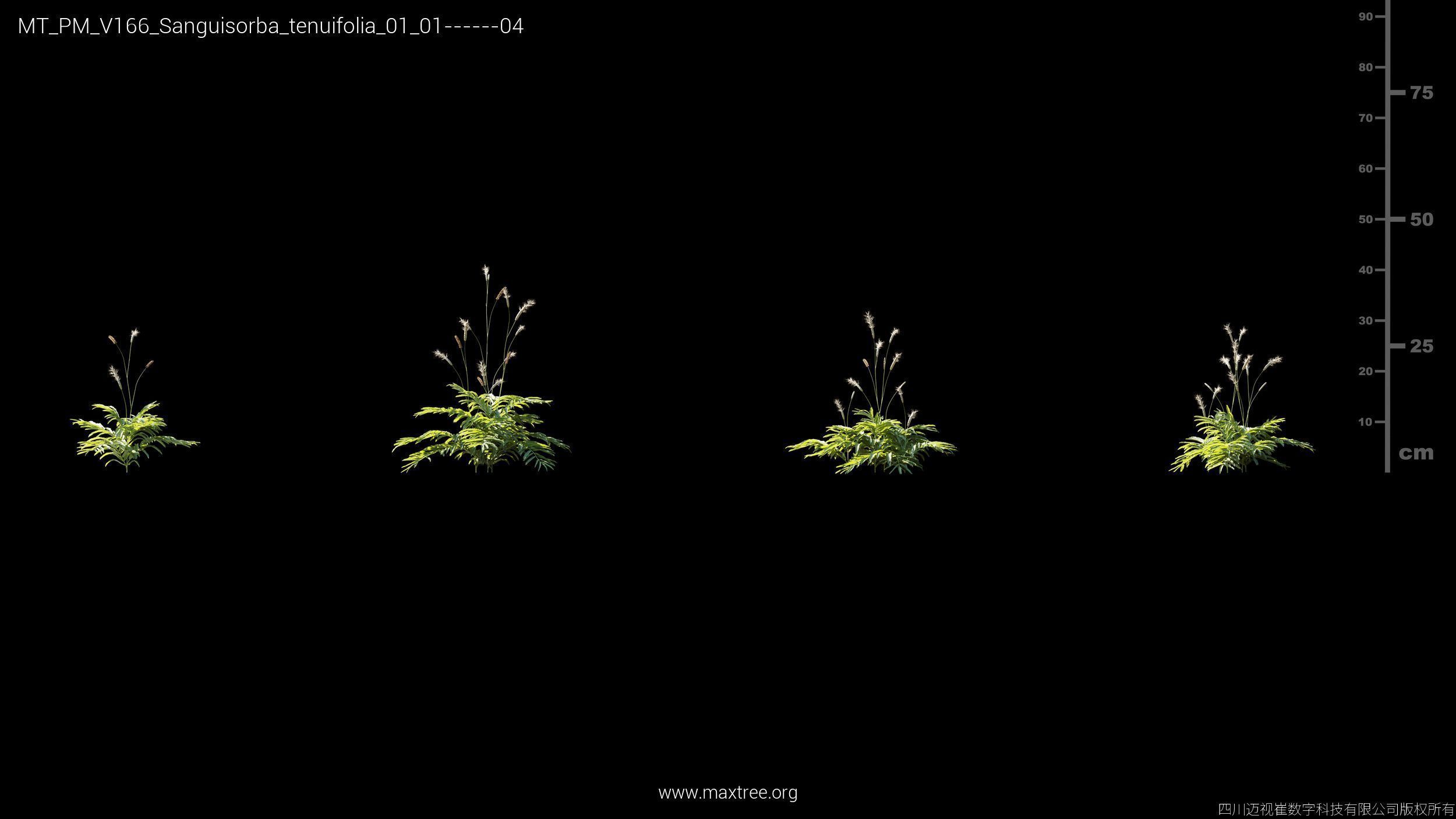 Maxtree Plant Models Vol 166 - Mesh 3D model_23