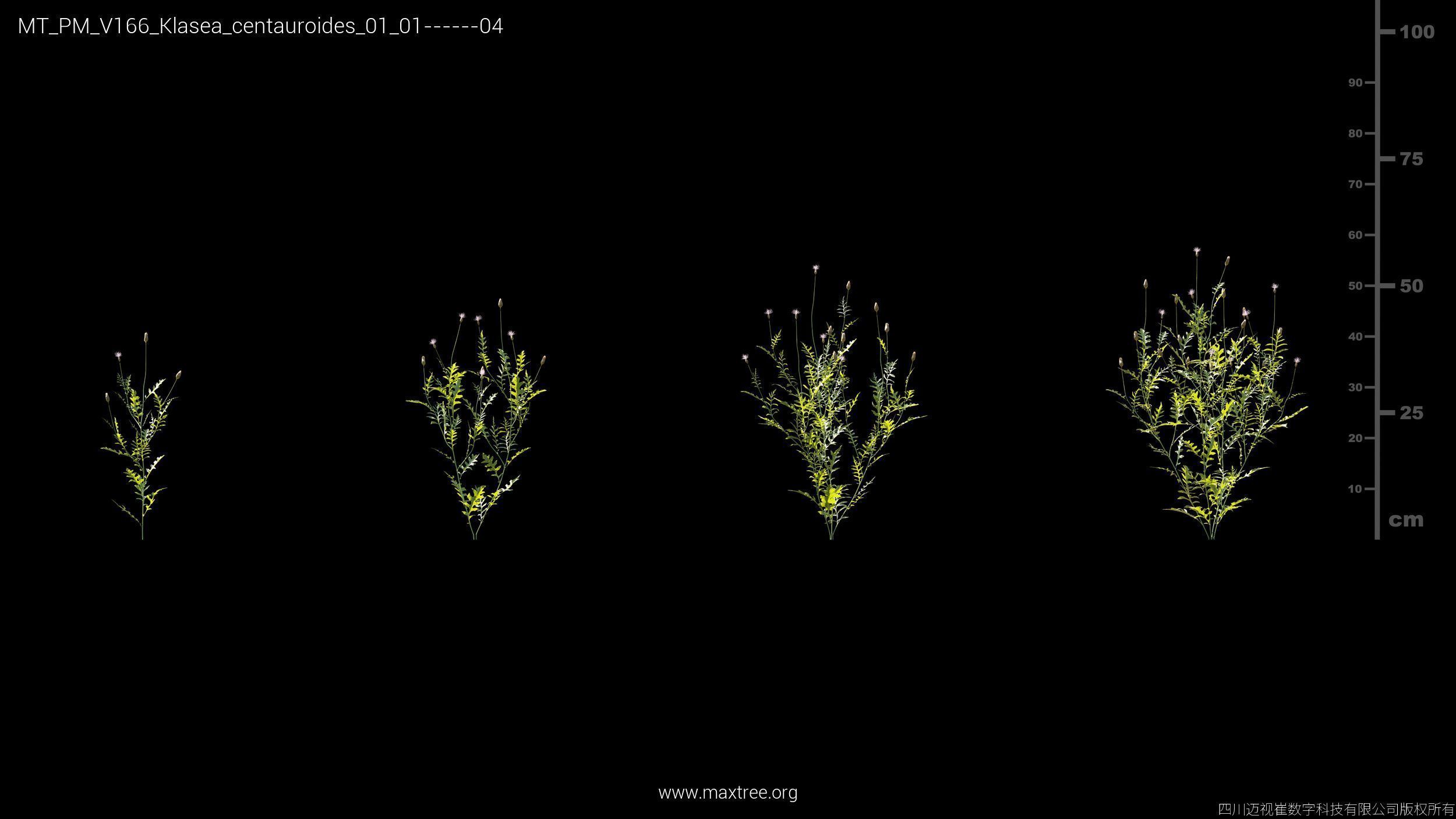 Maxtree Plant Models Vol 166 - Mesh 3D model_17
