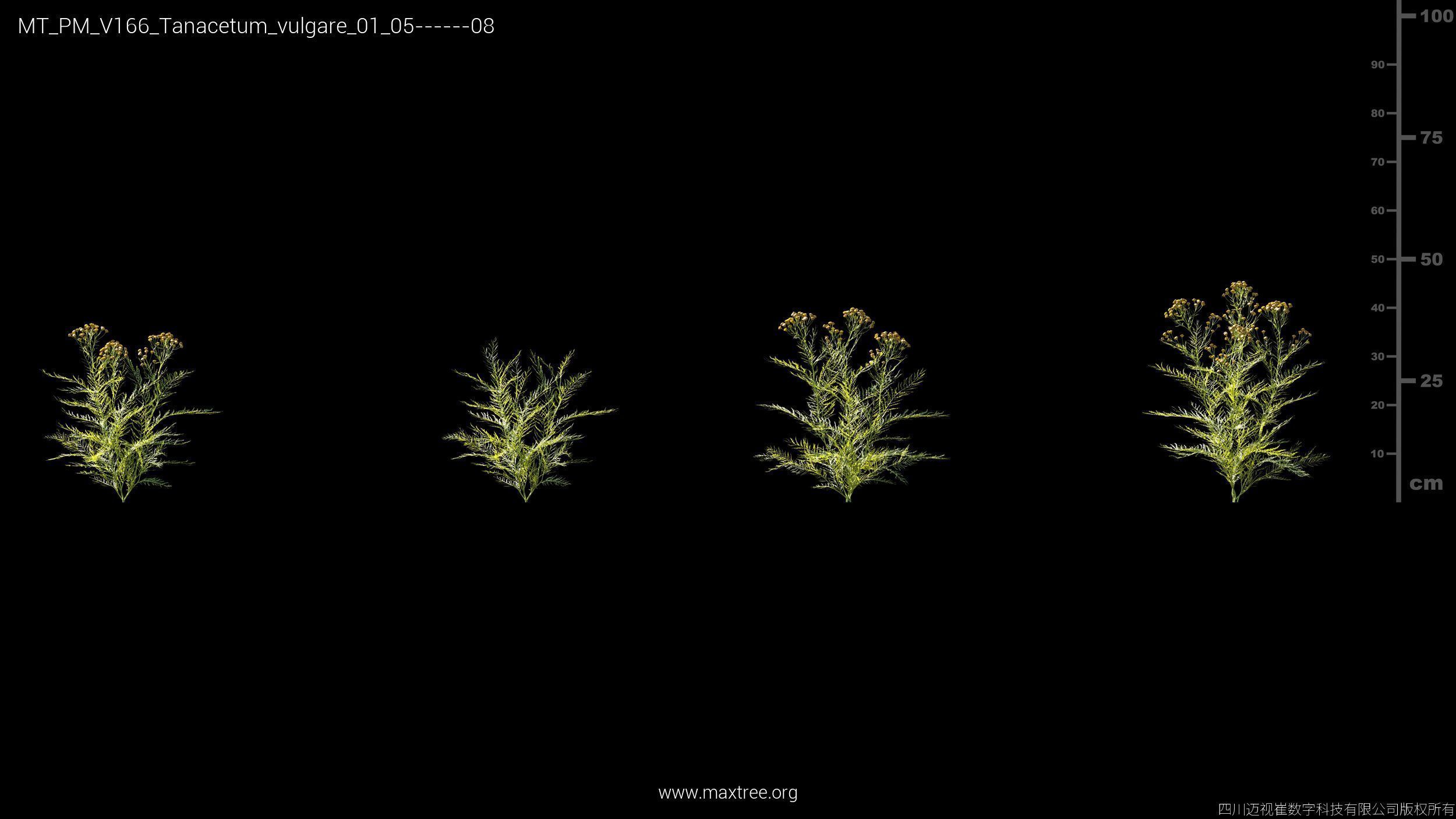Maxtree Plant Models Vol 166 - Mesh 3D model_26