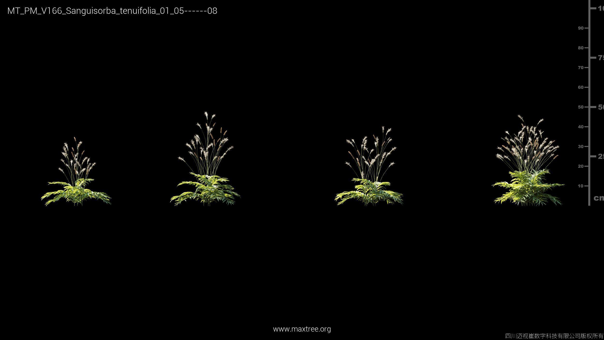 Maxtree Plant Models Vol 166 - Mesh 3D model_24