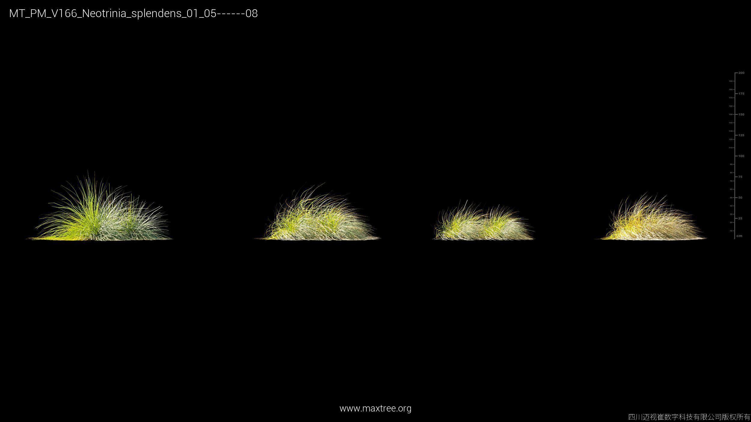 Maxtree Plant Models Vol 166 - Mesh 3D model_20