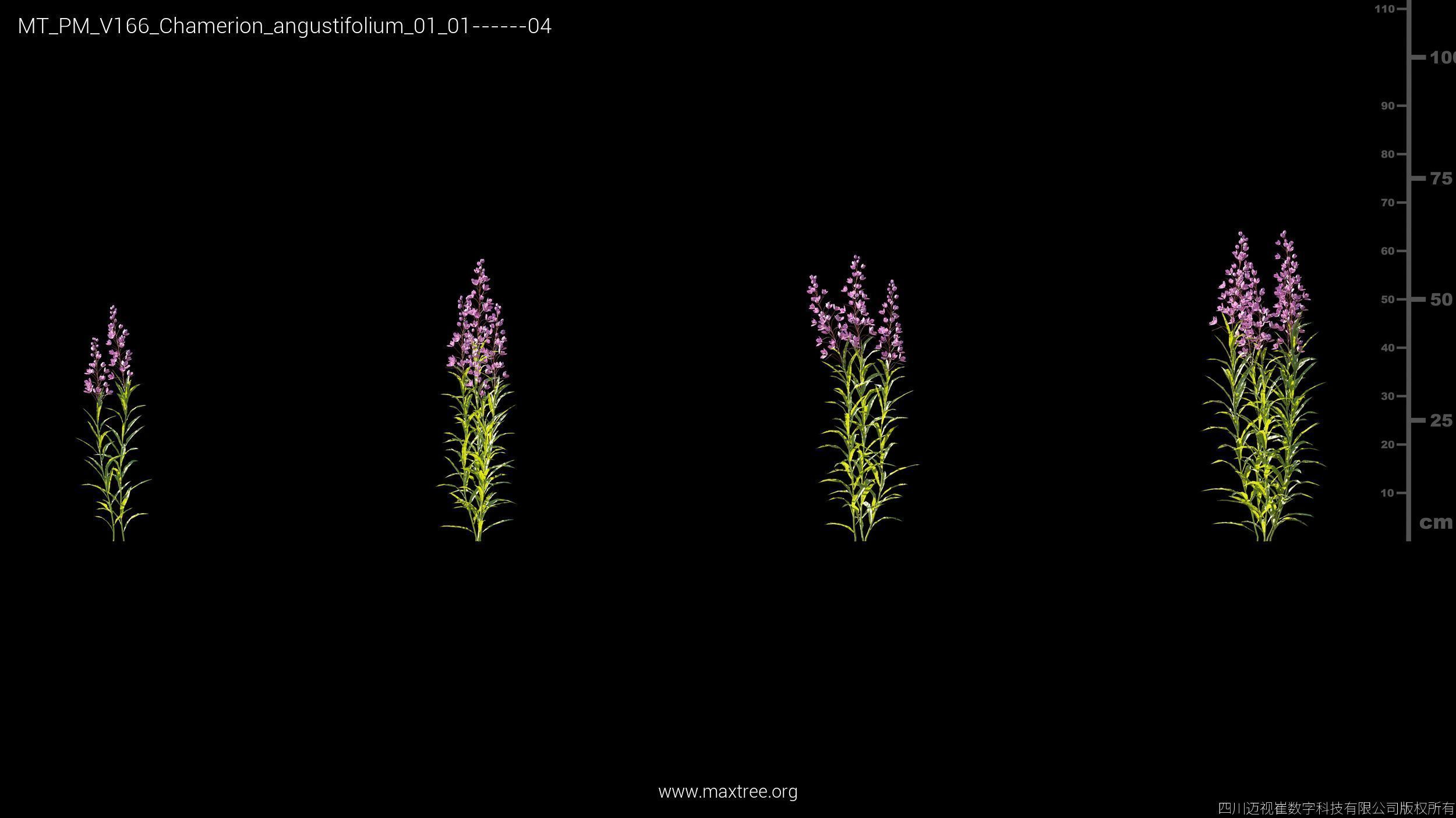 Maxtree Plant Models Vol 166 - Mesh 3D model_9
