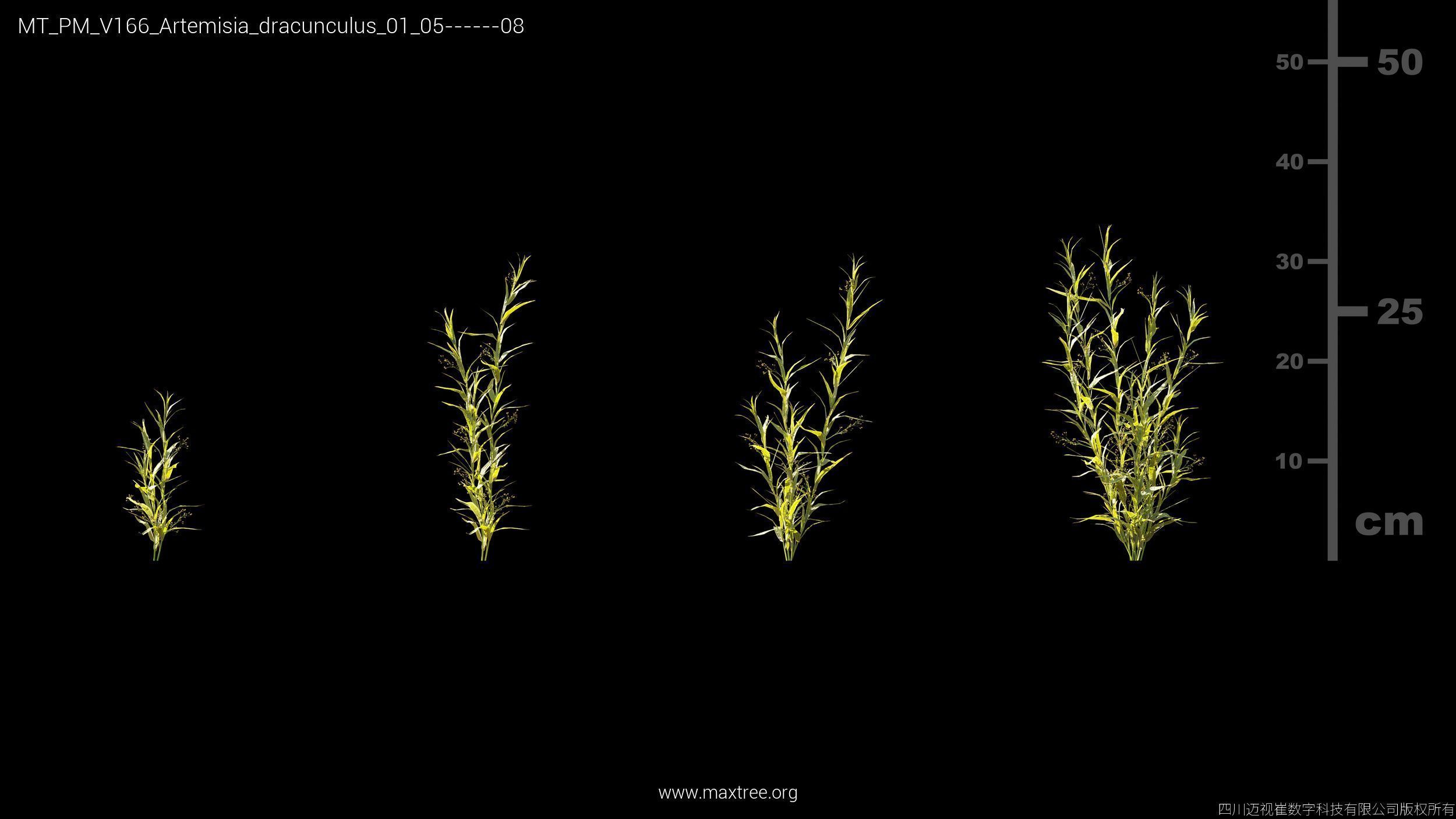 Maxtree Plant Models Vol 166 - Mesh 3D model_6