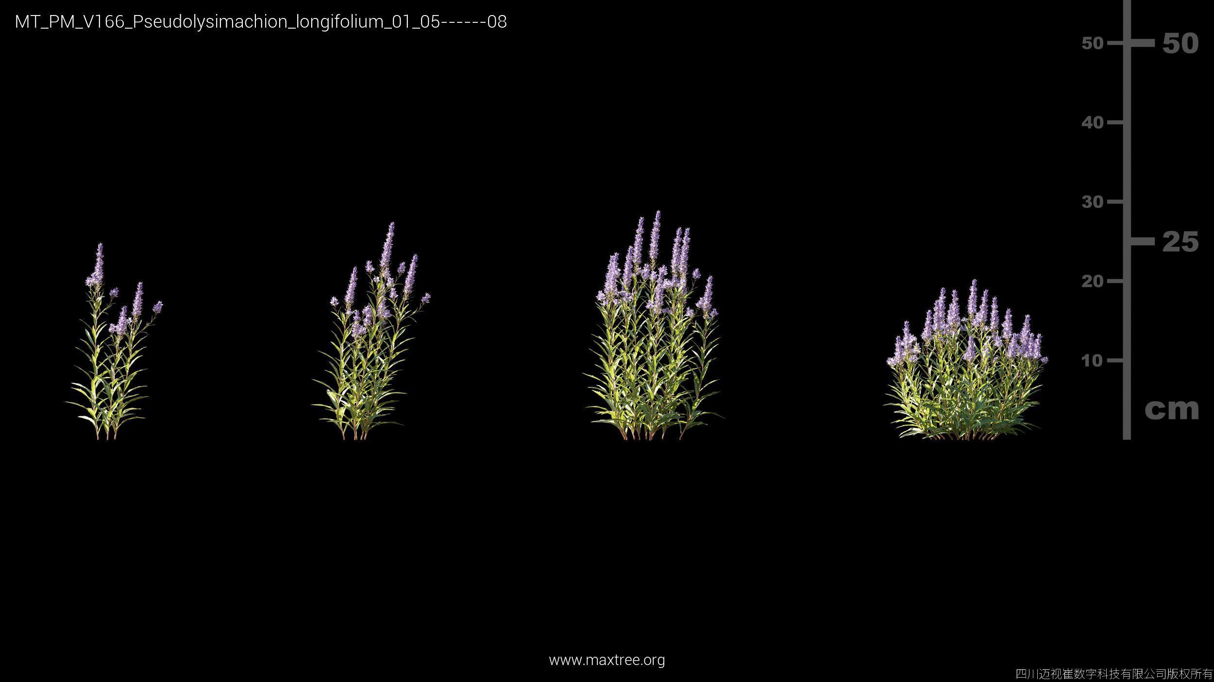 Maxtree Plant Models Vol 166 - Mesh 3D model_22