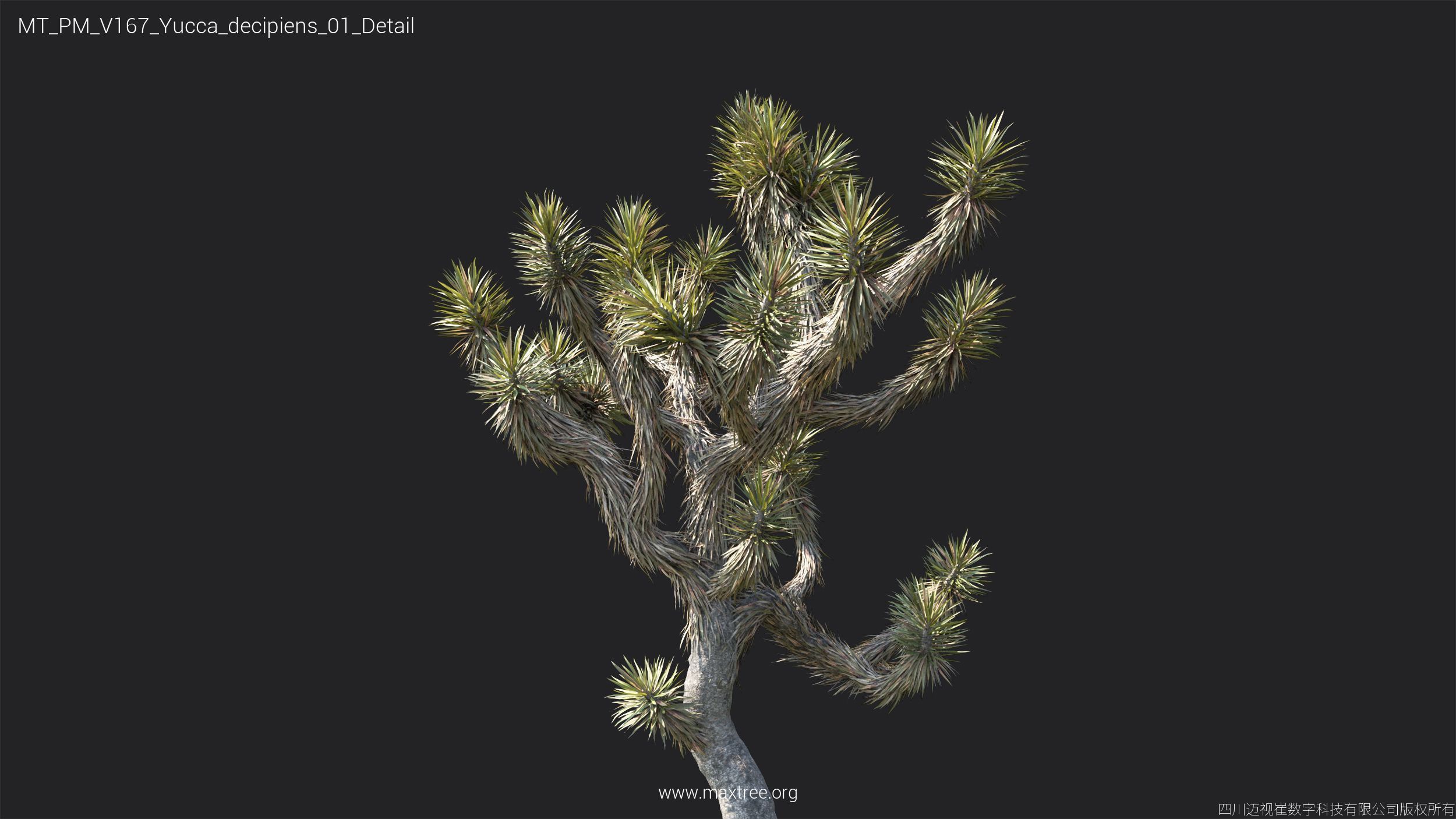 Maxtree Plant Models Vol 167 - Mesh 3D model_24
