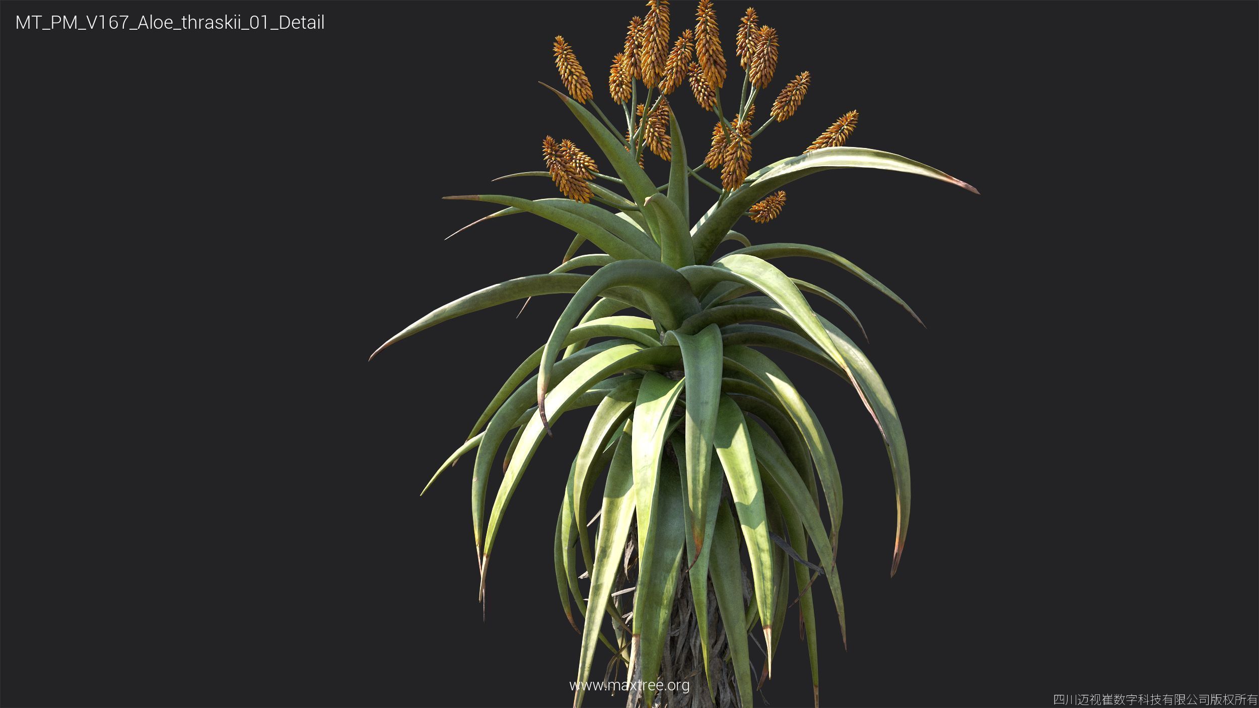 Maxtree Plant Models Vol 167 - Mesh 3D model_15