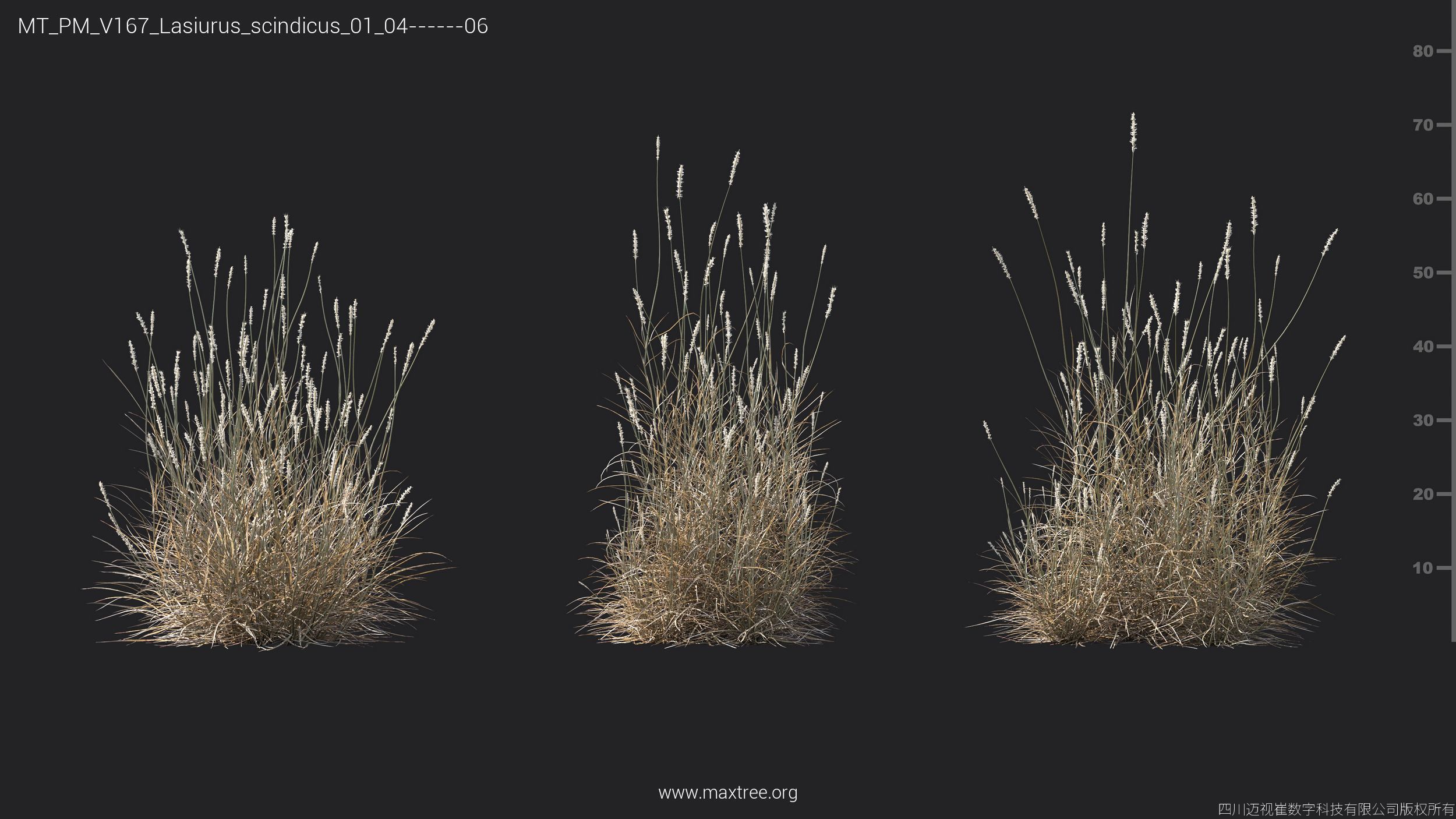 Maxtree Plant Models Vol 167 - Mesh 3D model_26