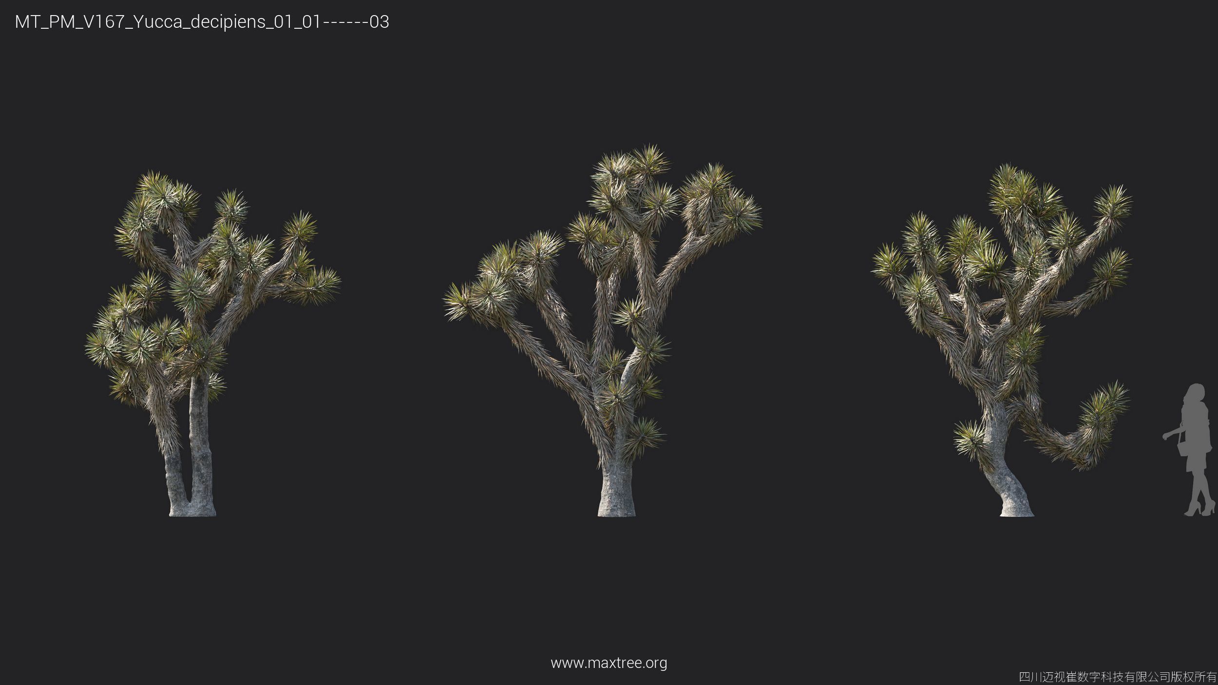 Maxtree Plant Models Vol 167 - Mesh 3D model_22