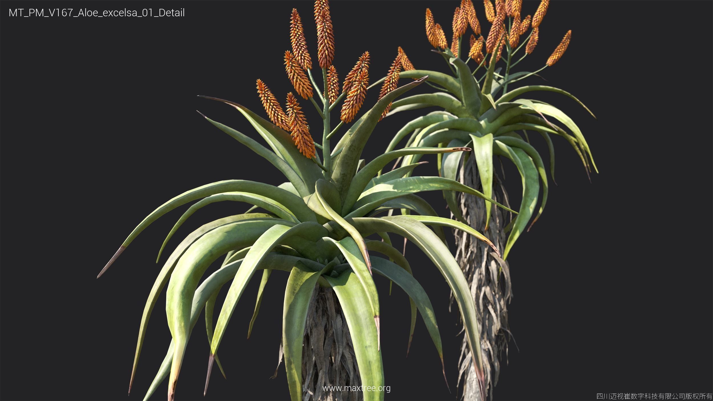 Maxtree Plant Models Vol 167 - Mesh 3D model_10